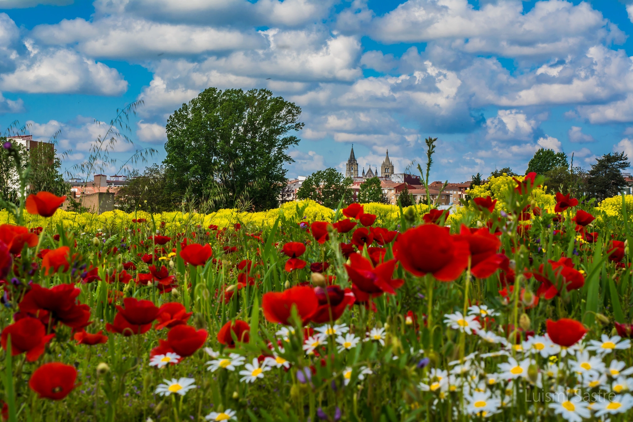 Nikon D5200 + Sigma 50mm F1.4 DG HSM Art sample photo. Primavera en león photography