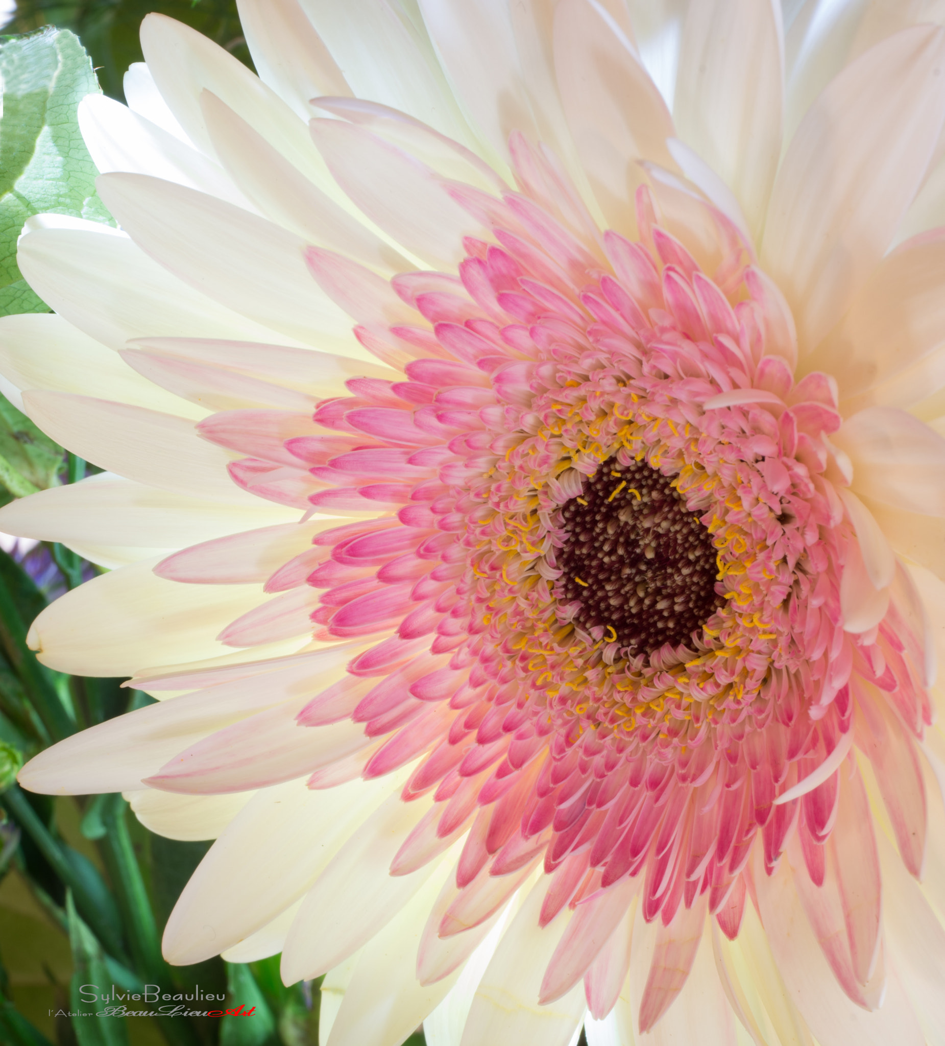 Pentax smc D-FA 50mm F2.8 Macro sample photo. L'amour profond (deep love) photography