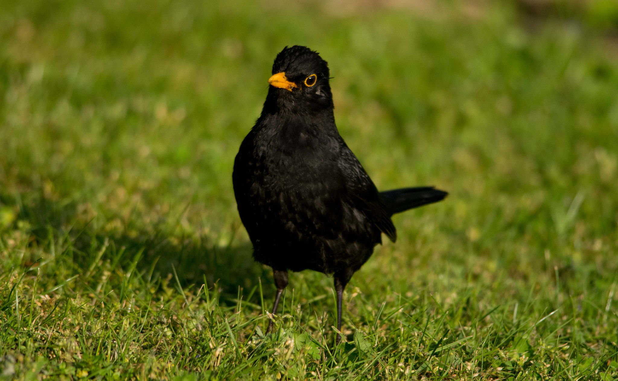 Nikon D5300 + Nikon AF-S Nikkor 300mm F4D ED-IF sample photo. Blackbird on the lawn  photography