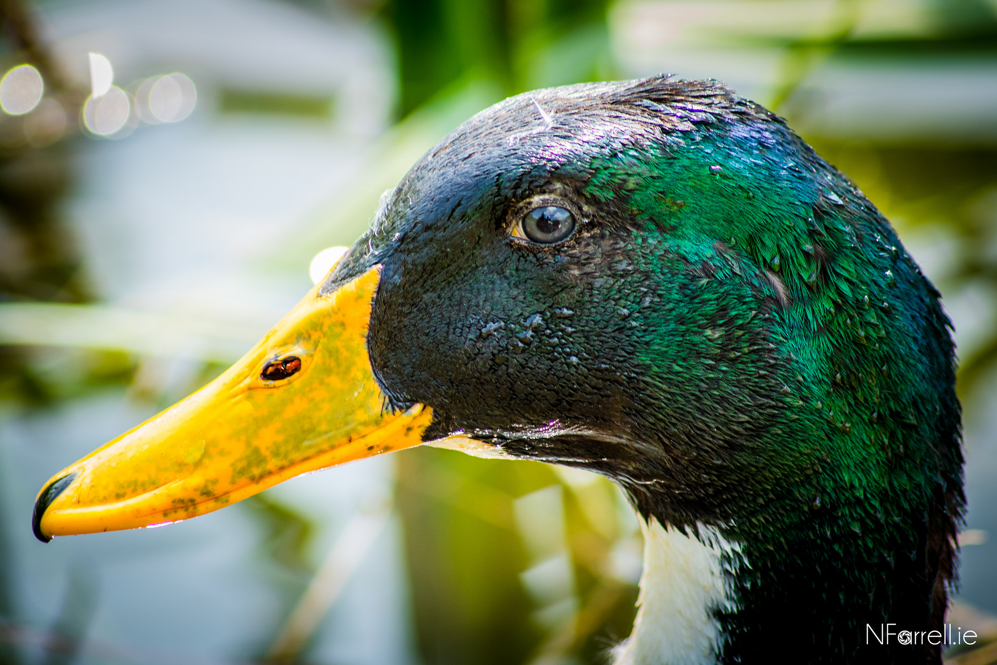 Canon EOS 750D (EOS Rebel T6i / EOS Kiss X8i) sample photo. Duck's life photography
