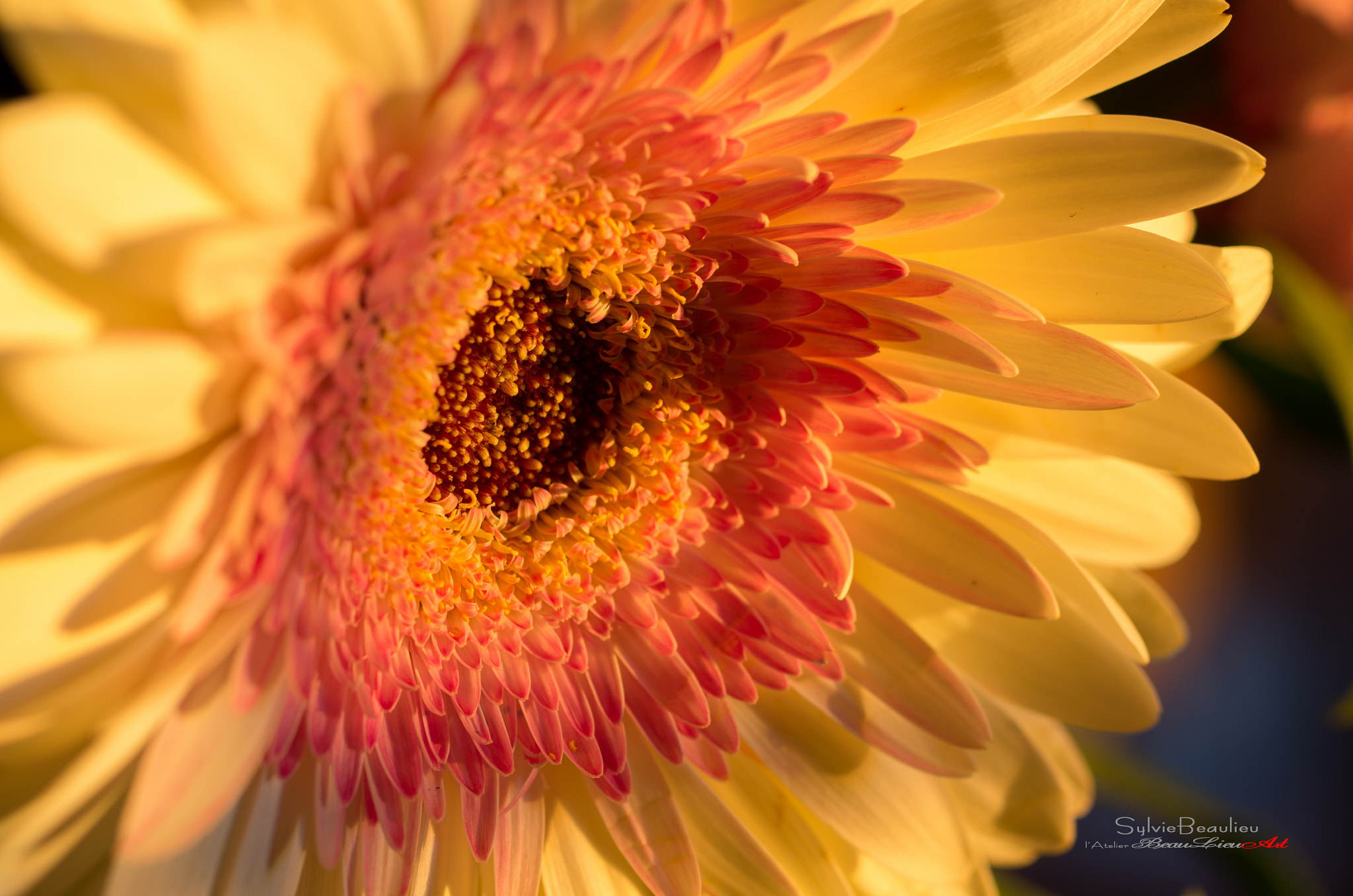 Pentax smc D-FA 50mm F2.8 Macro sample photo. Tendre pensée (tender thought) photography