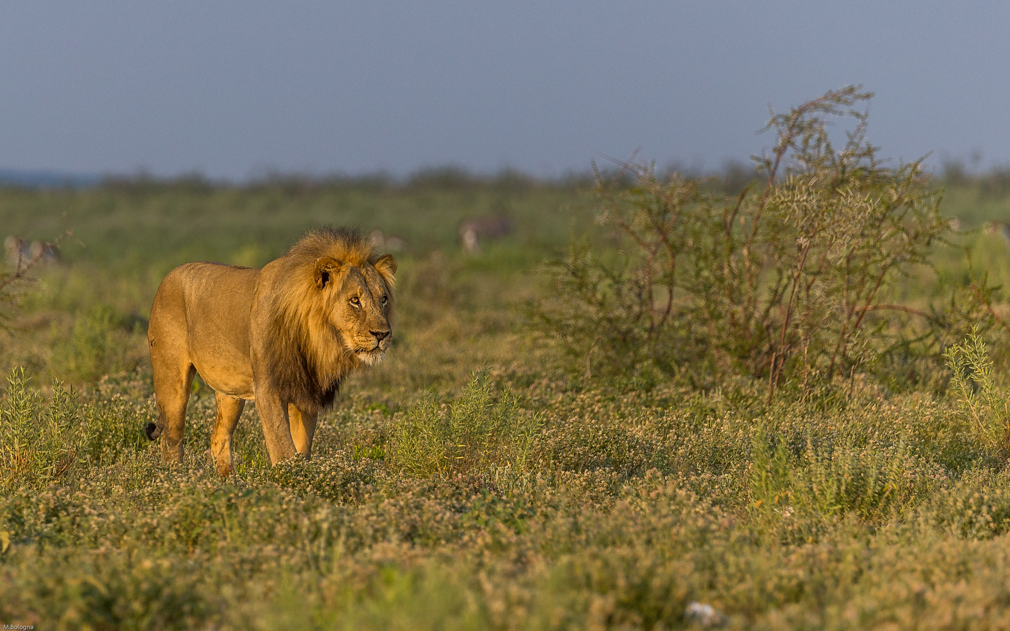 Canon EF 100-400mm F4.5-5.6L IS II USM sample photo. Golden lion photography