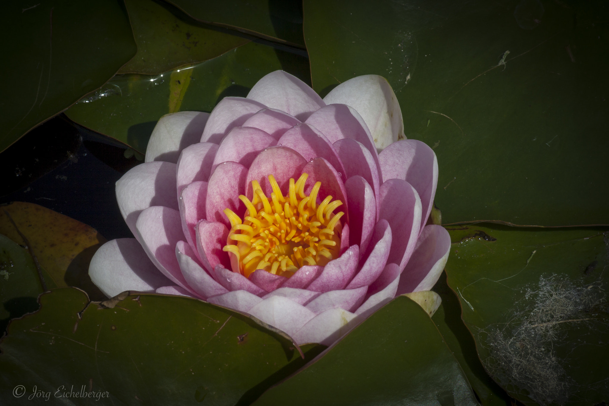 Canon EOS 50D + Canon EF 75-300mm F4.0-5.6 IS USM sample photo. Water lily photography