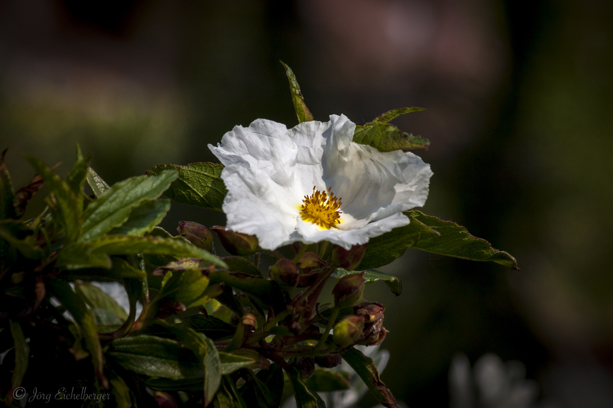 Canon EF 75-300mm F4.0-5.6 IS USM sample photo. Rose photography