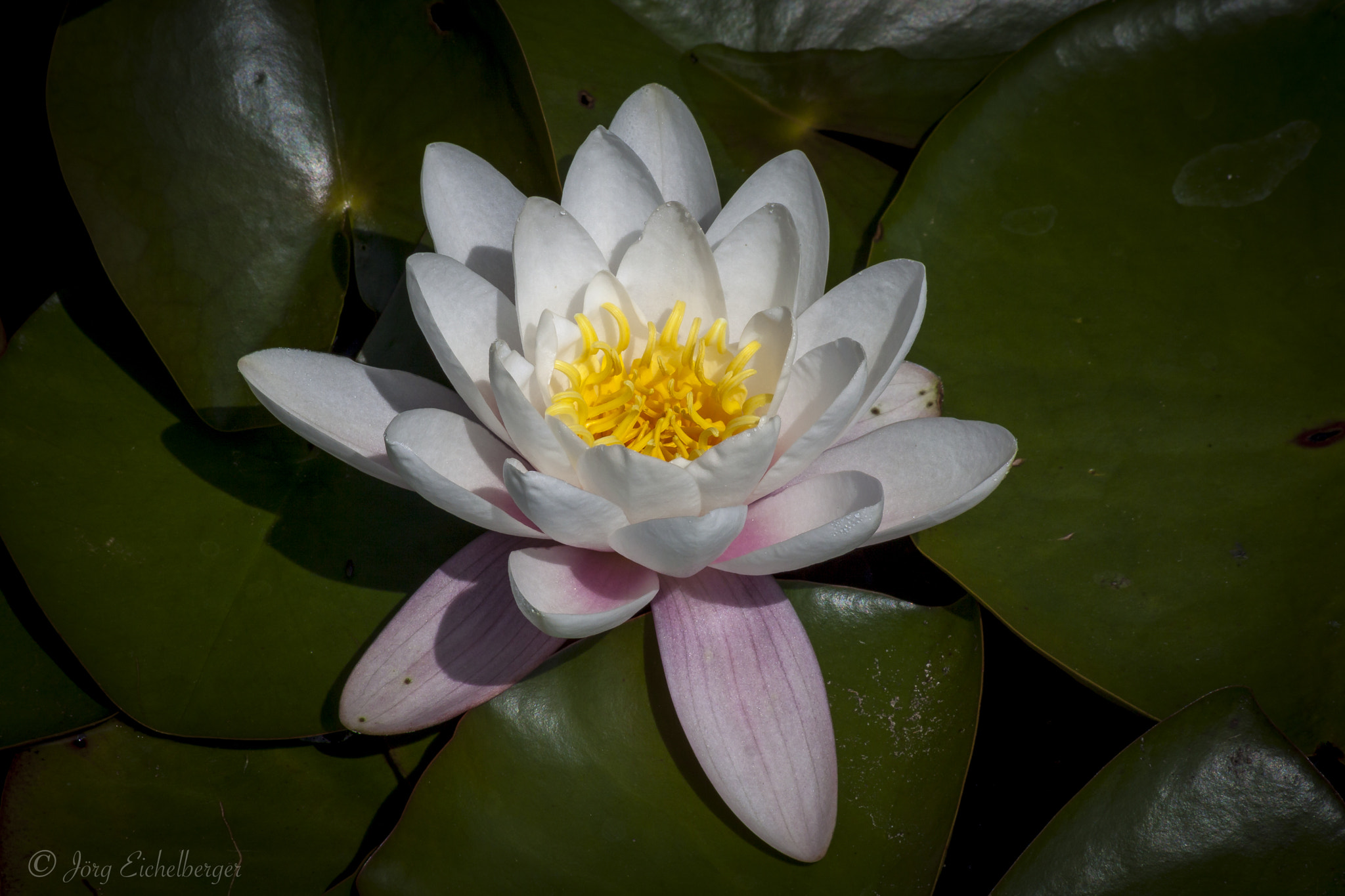 Canon EF 75-300mm F4.0-5.6 IS USM sample photo. Water lily photography