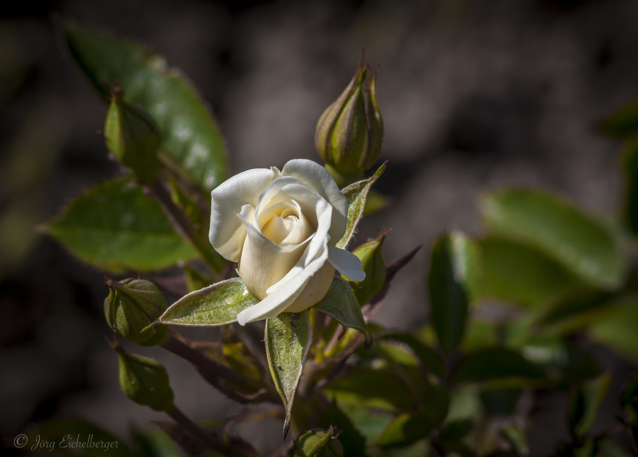 Canon EF 75-300mm F4.0-5.6 IS USM sample photo. Rose photography