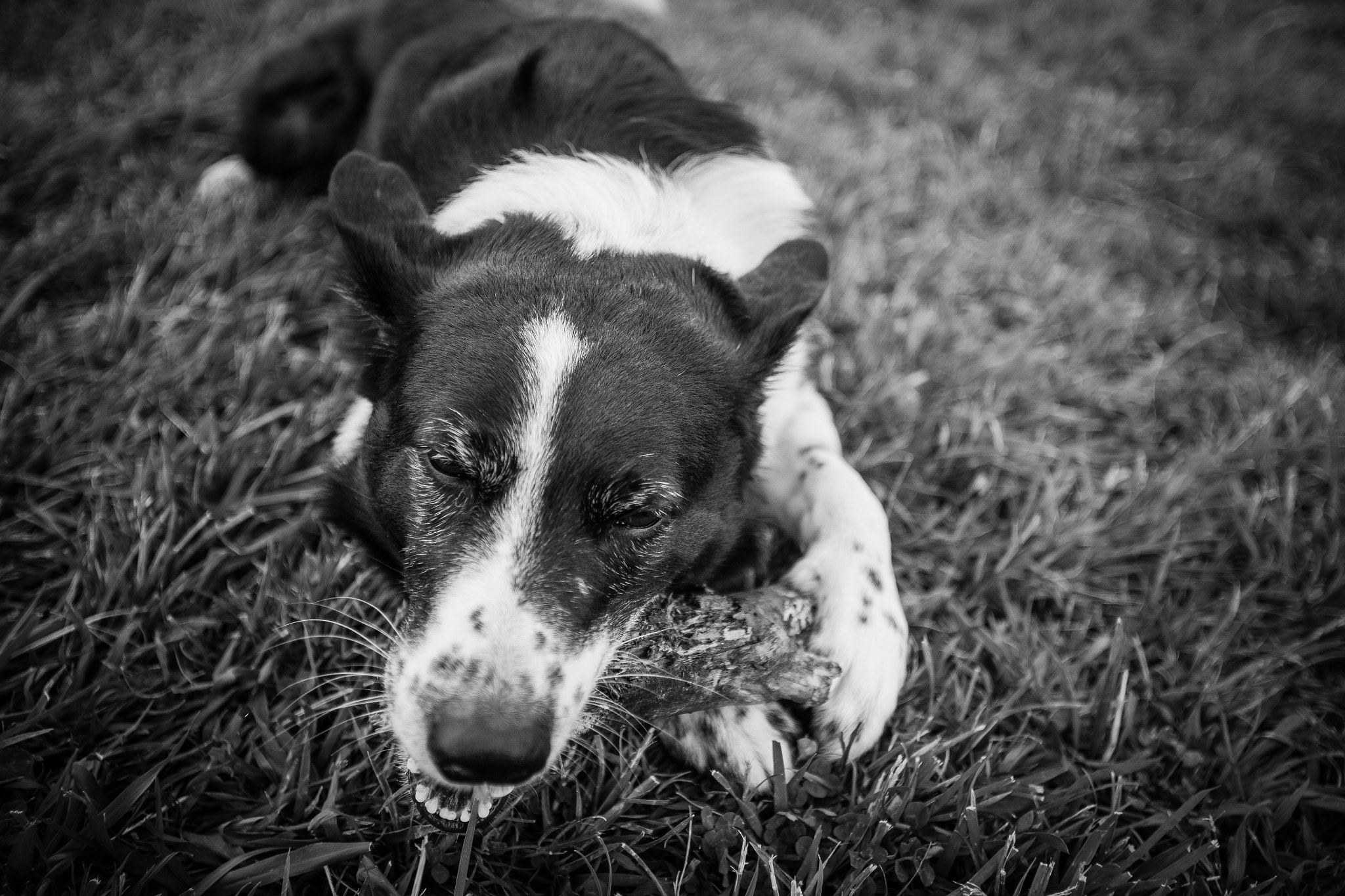Canon EOS 5D + Canon EF 17-35mm f/2.8L sample photo. The dog photography