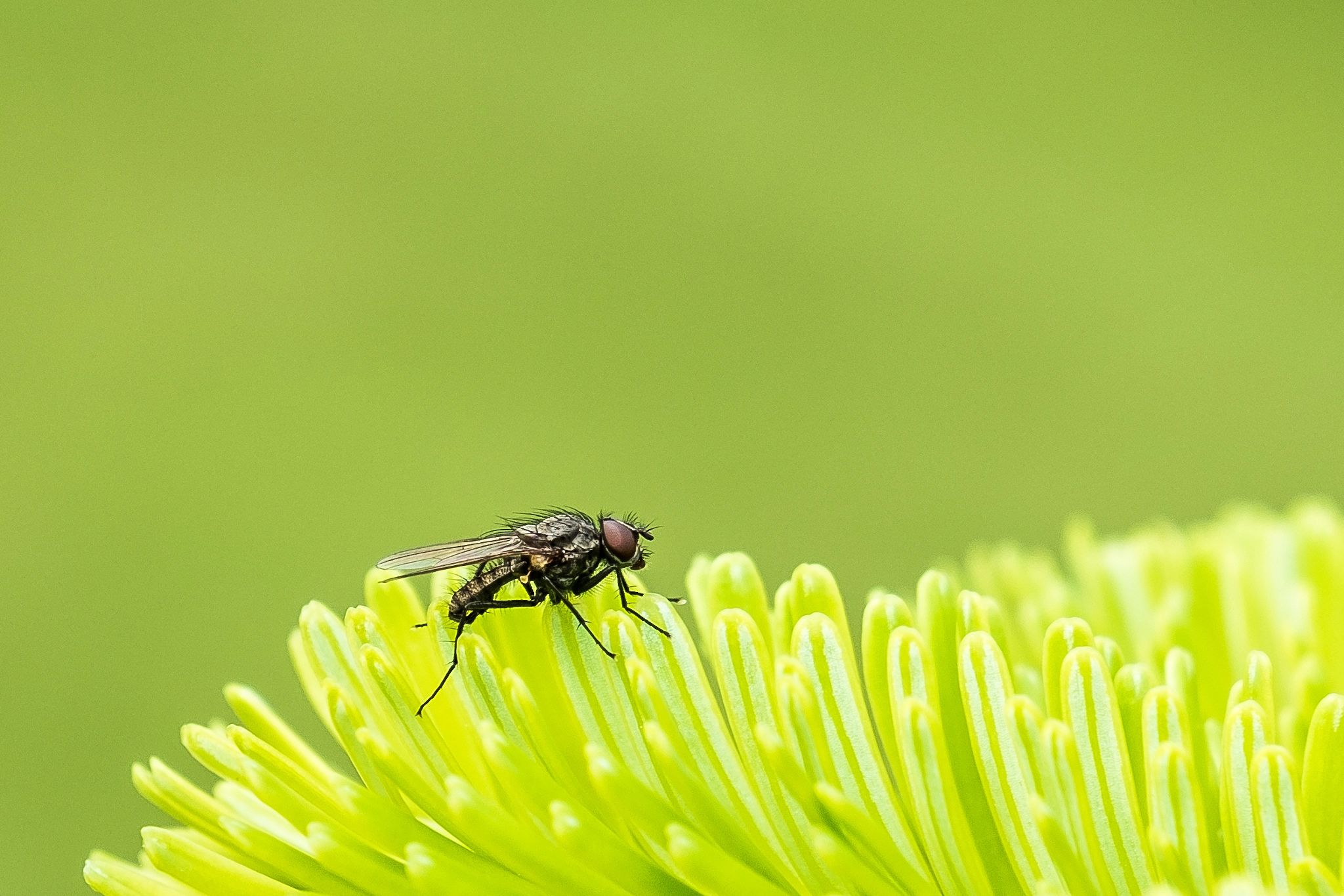 Fujifilm X-E1 + Fujifilm XF 18-135mm F3.5-5.6 R LM OIS WR sample photo. The fly on the green photography