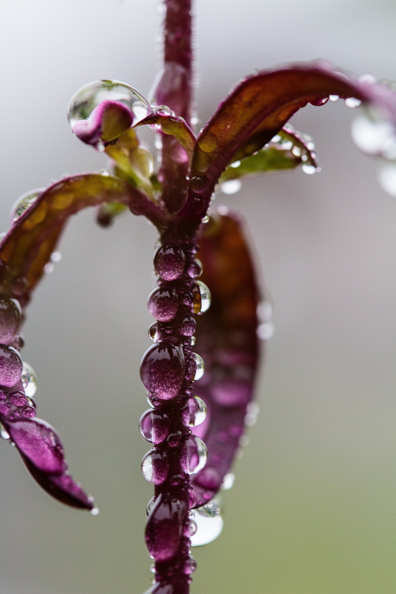Canon EF-S 60mm F2.8 Macro USM sample photo. Droplet mist photography