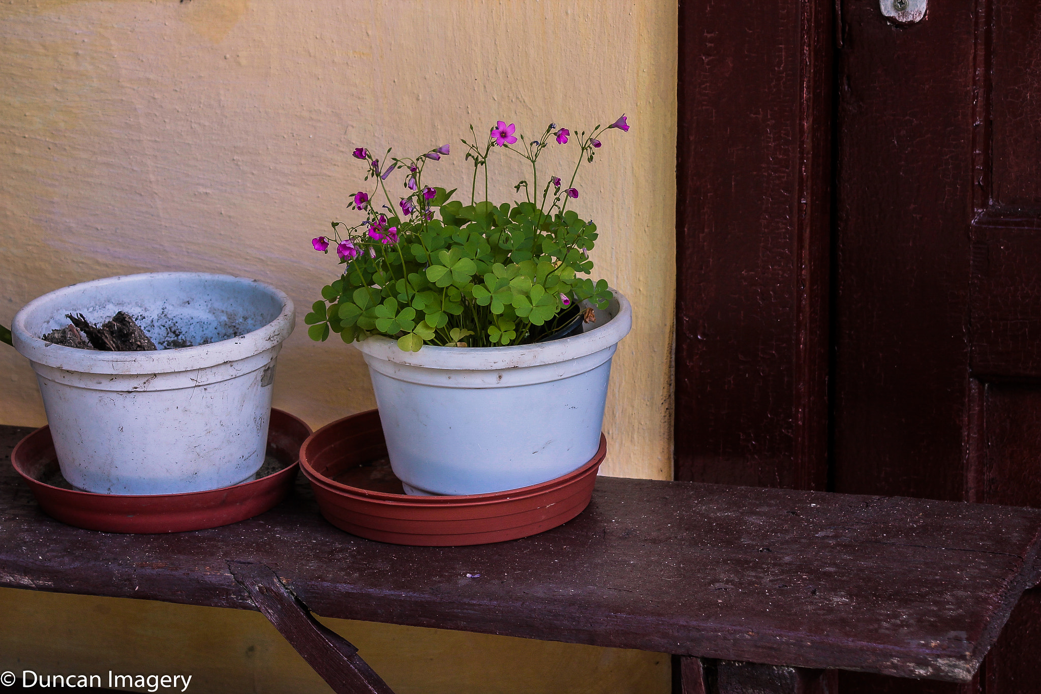 Canon EF 80-200mm F4.5-5.6 II sample photo. Just a flower in a pot photography
