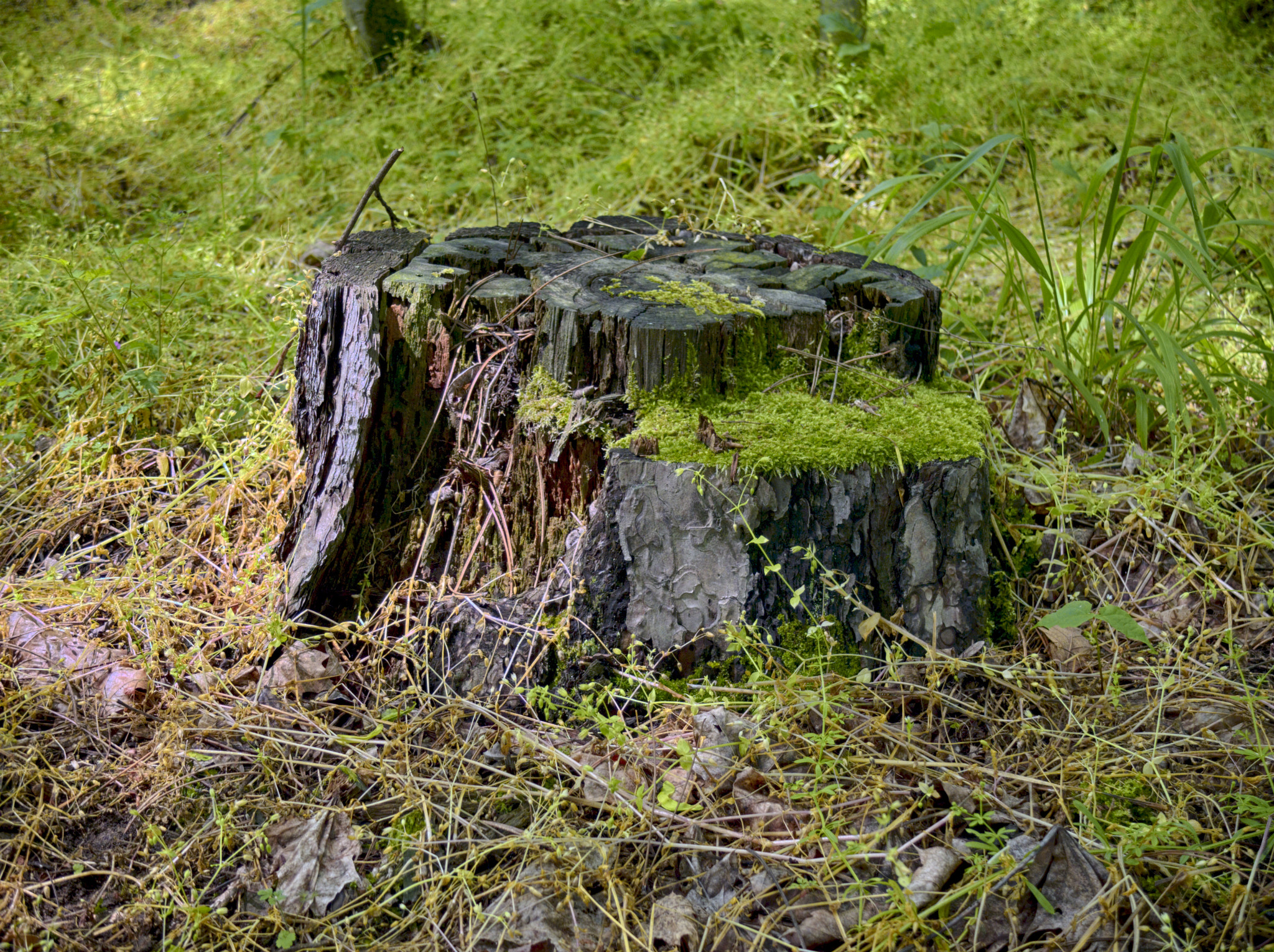 Built-in lens sample photo. Stump photography