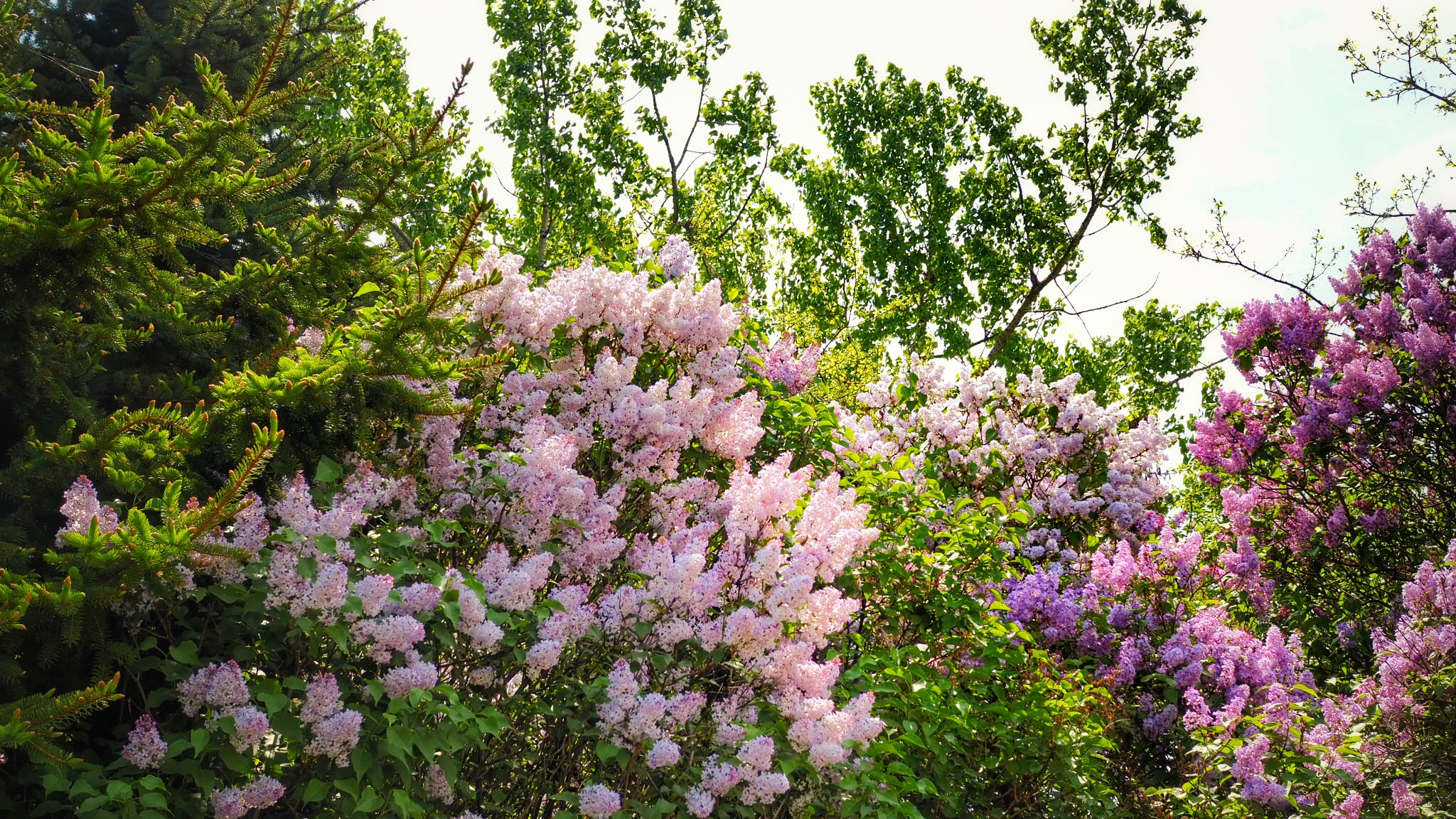 Olympus OM-D E-M5 II + Olympus M.Zuiko Digital 25mm F1.8 sample photo. Natures bouquet photography
