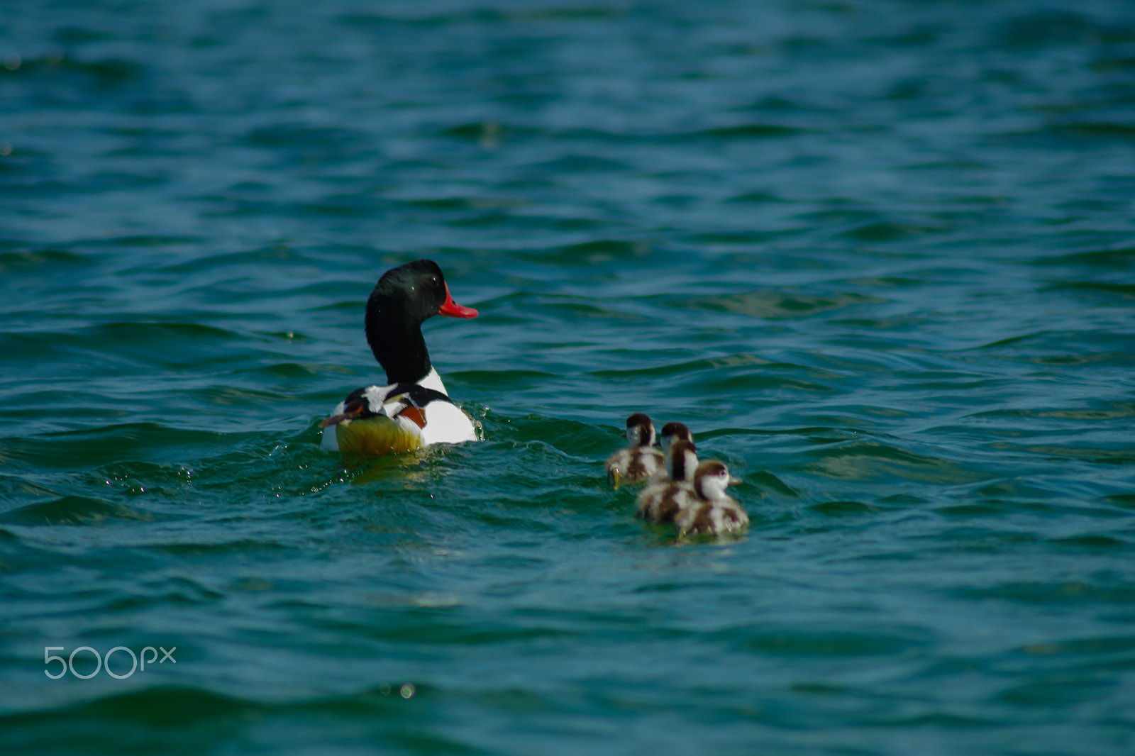 Pentax K-S1 + Tamron AF 70-300mm F4-5.6 Di LD Macro sample photo. Imgp8426.jpg photography