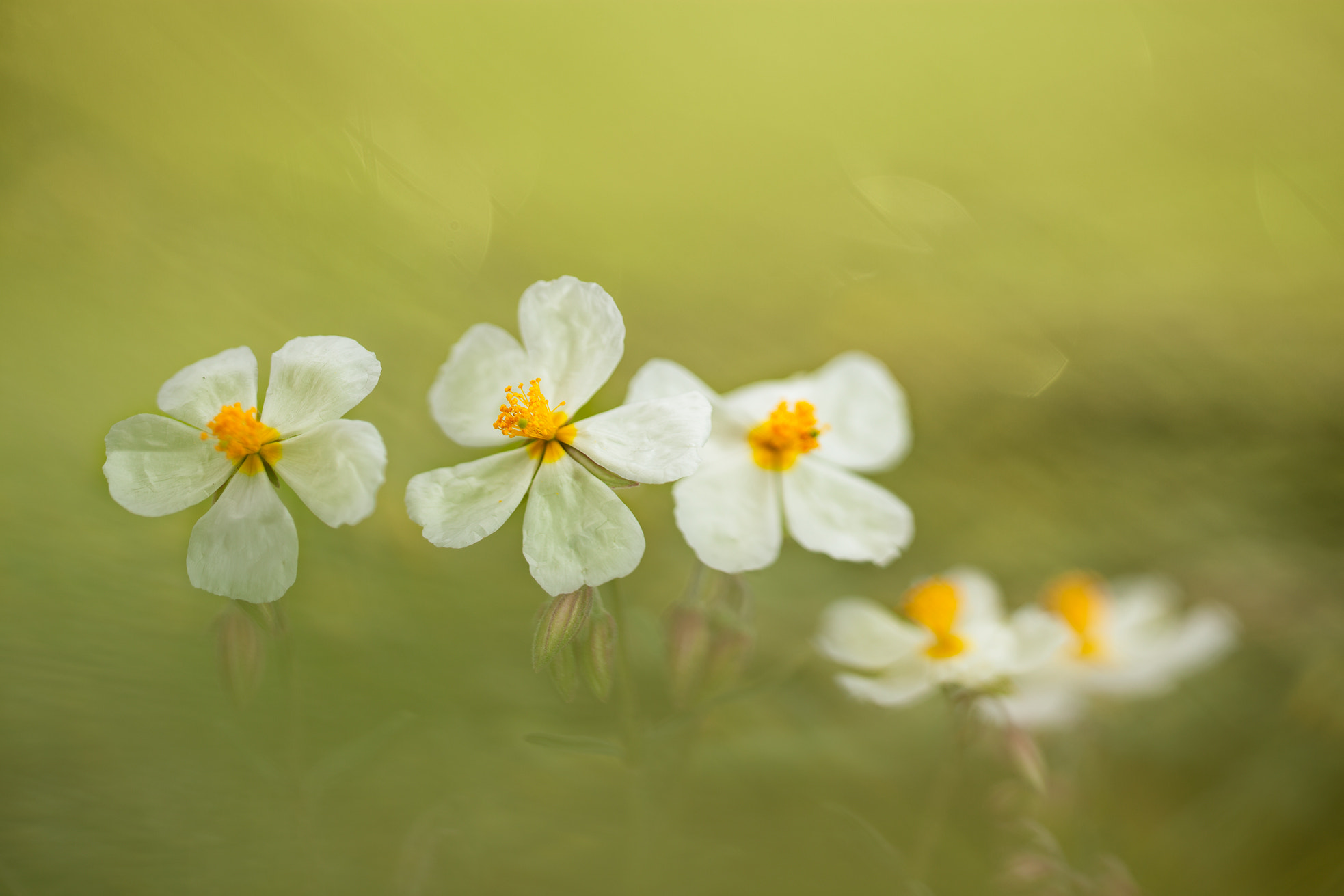 Sigma 150mm f/2.8 EX DG OS HSM APO Macro sample photo. White diffused flowers photography