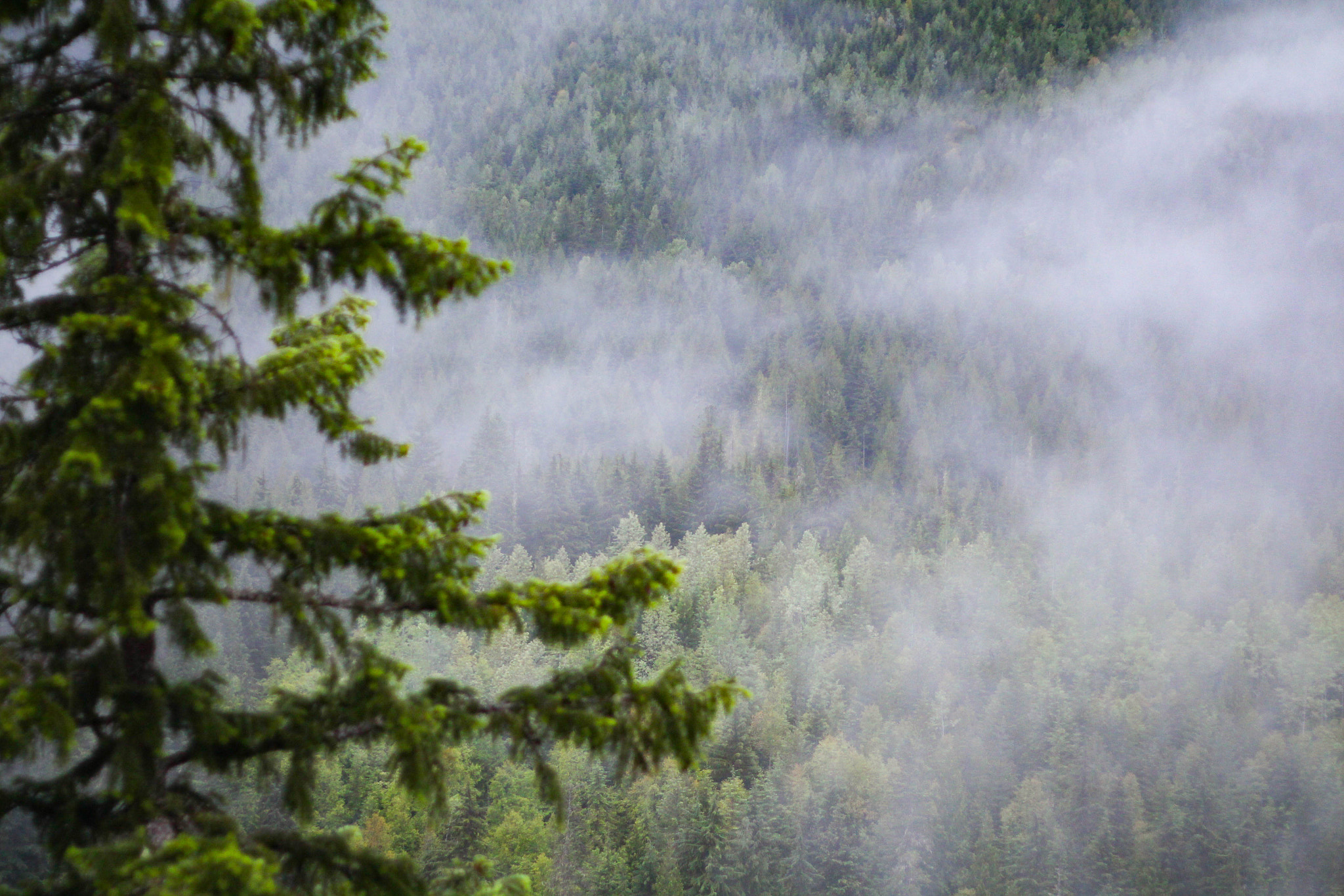 Canon EOS 700D (EOS Rebel T5i / EOS Kiss X7i) + Canon EF 50mm f/1.8 sample photo. Fog over mount macpherson photography
