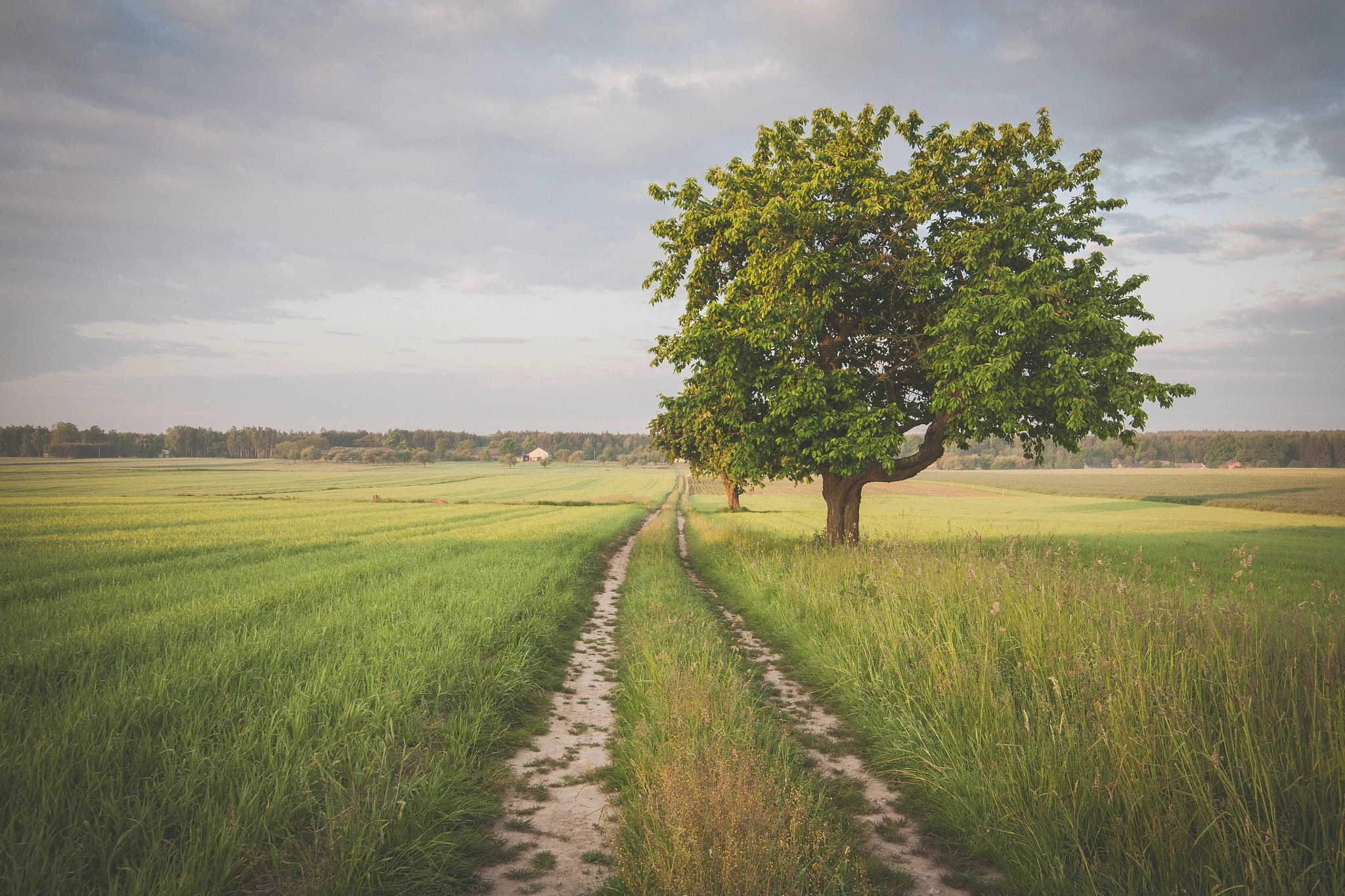 Canon EOS 5D sample photo. Polish meadows 2 photography