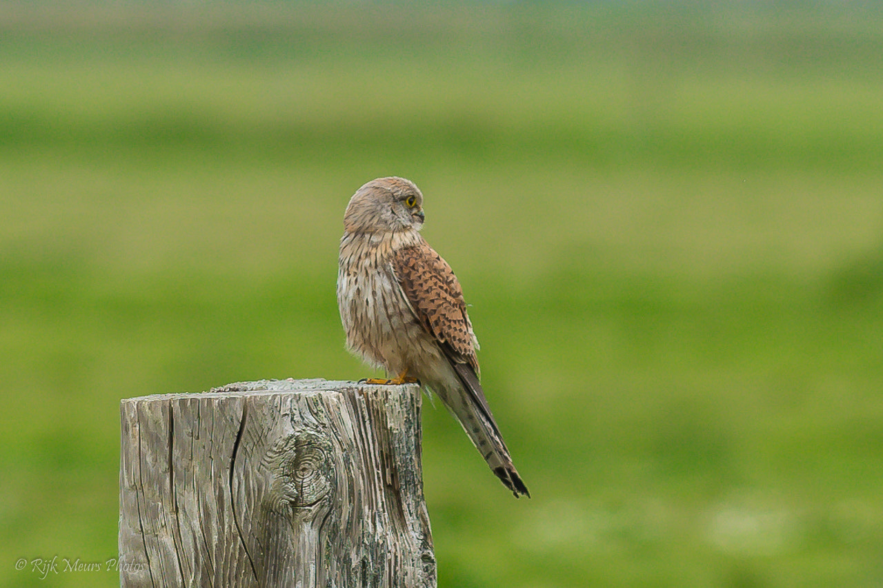 Nikon AF-S Nikkor 70-200mm F4G ED VR sample photo. Common kestrel - falco tinnunculus - torenvalk photography