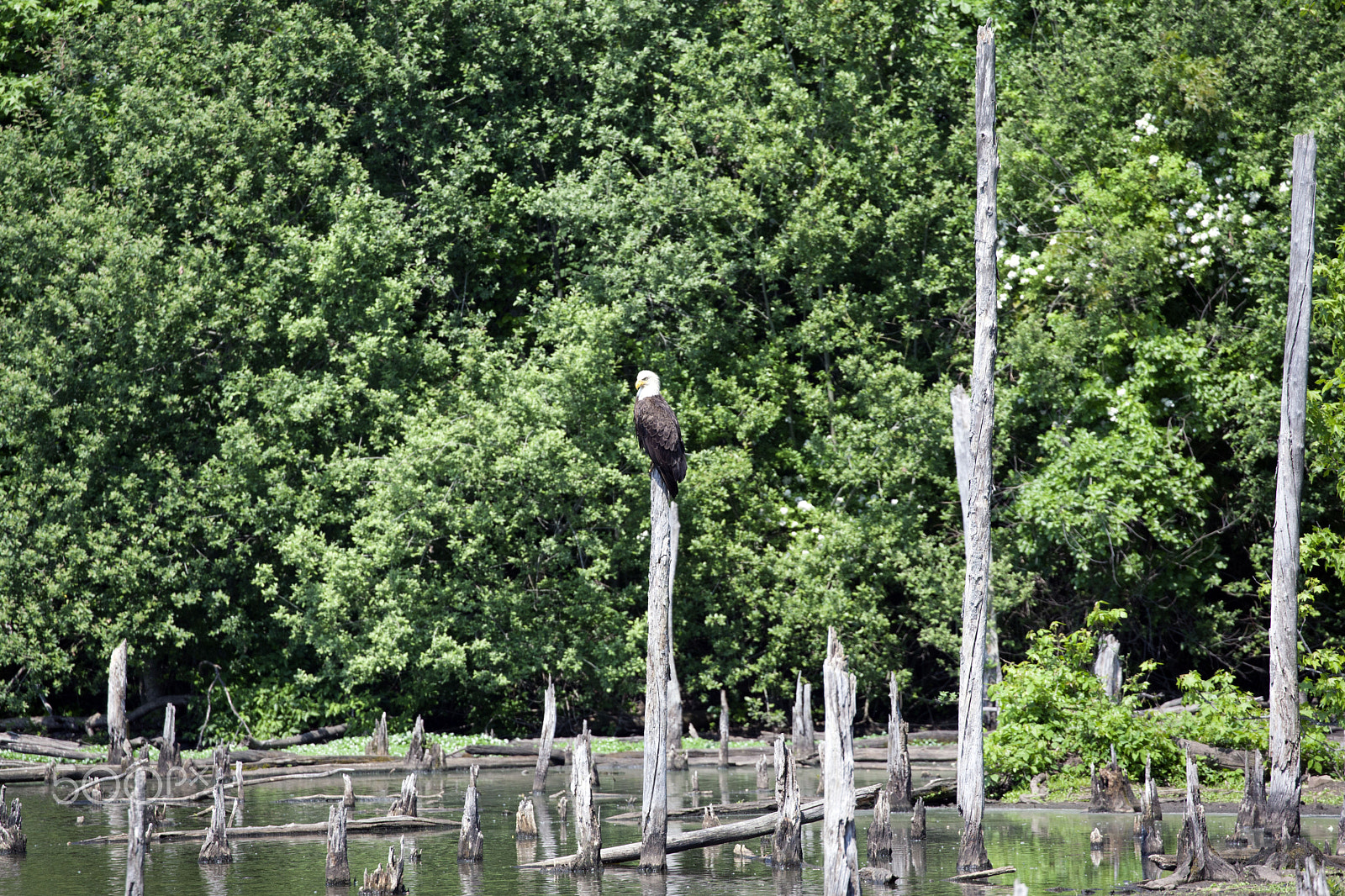 Canon EF 100-400mm F4.5-5.6L IS II USM sample photo. Eagle 3 photography