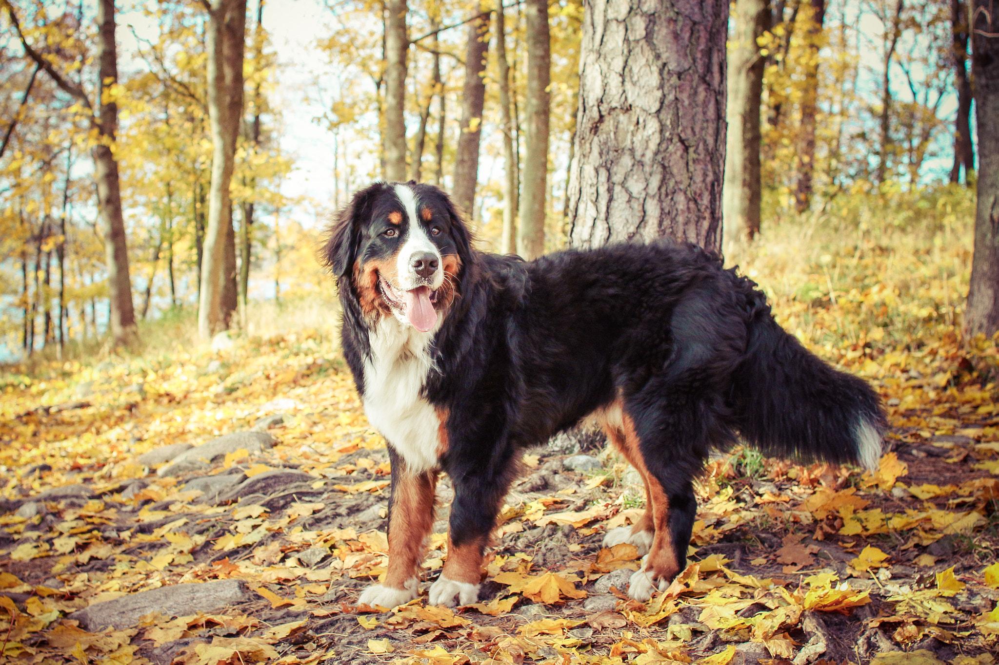 Canon EOS 70D + Canon EF 28mm F1.8 USM sample photo. Autumn colours photography