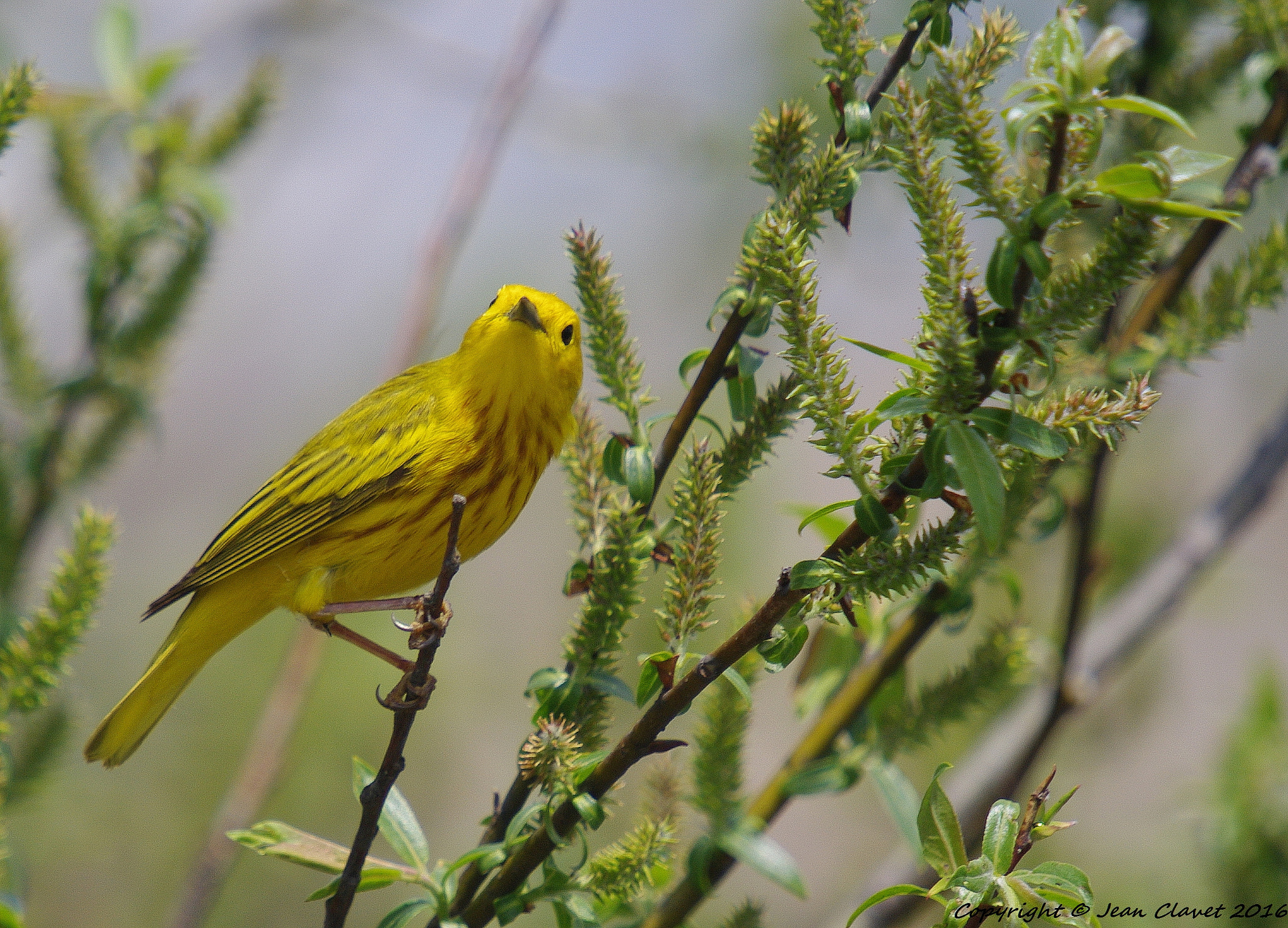 Pentax K-7 + Sigma sample photo. Paruline jaune photography