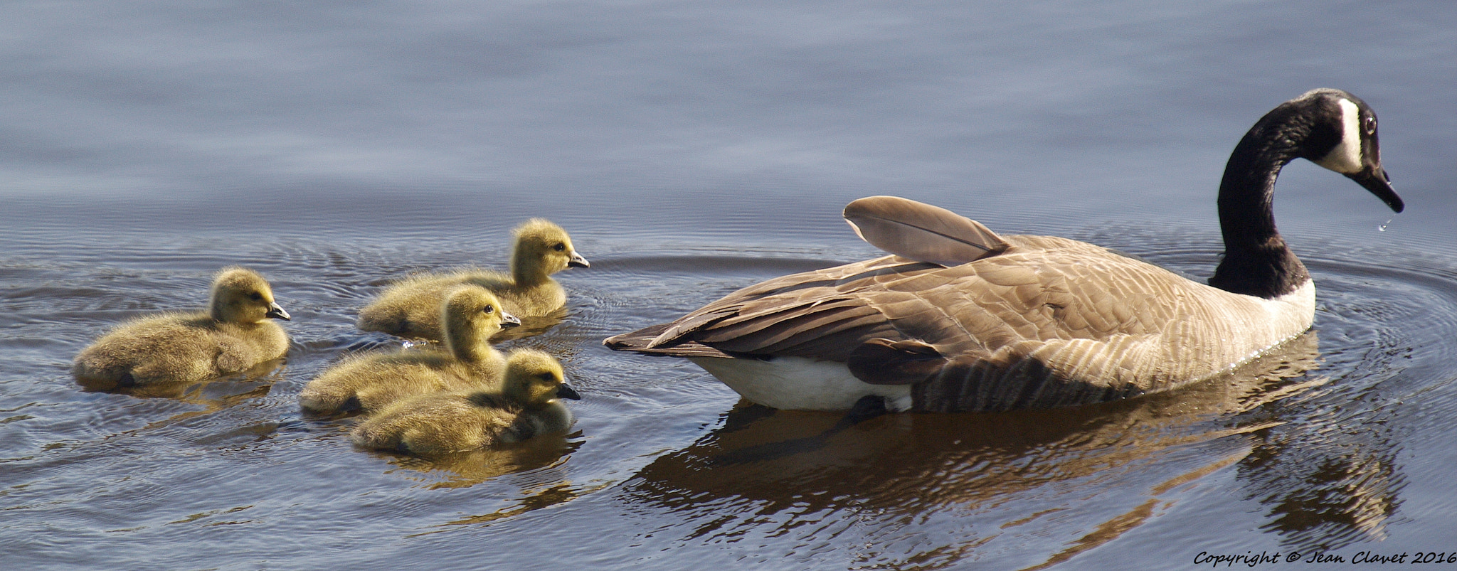 Pentax K-7 + Sigma sample photo. Bernaches du canada photography