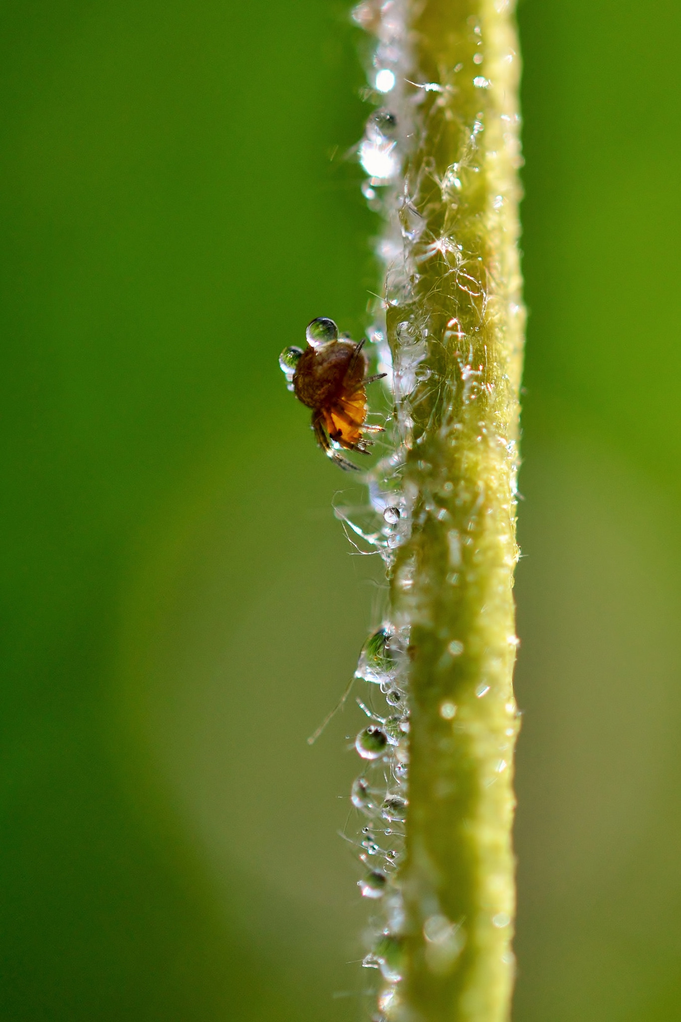 Nikon AF-S Micro-Nikkor 60mm F2.8G ED sample photo. Tiny garden spider and water droplets photography