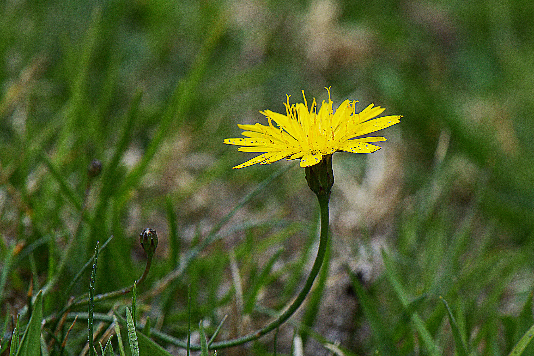Nikon AF-S DX Micro-Nikkor 85mm F3.5G ED VR sample photo. Looking for the sun photography