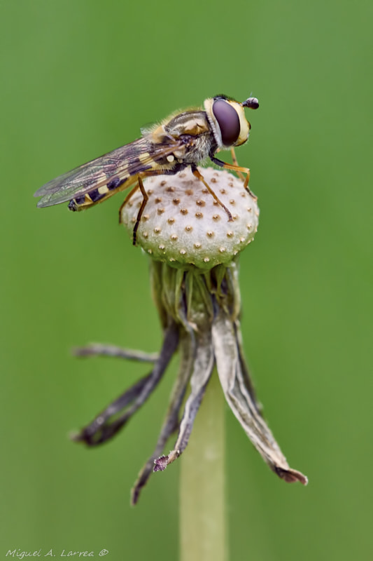 Sony ILCA-77M2 sample photo. Hoverfly photography