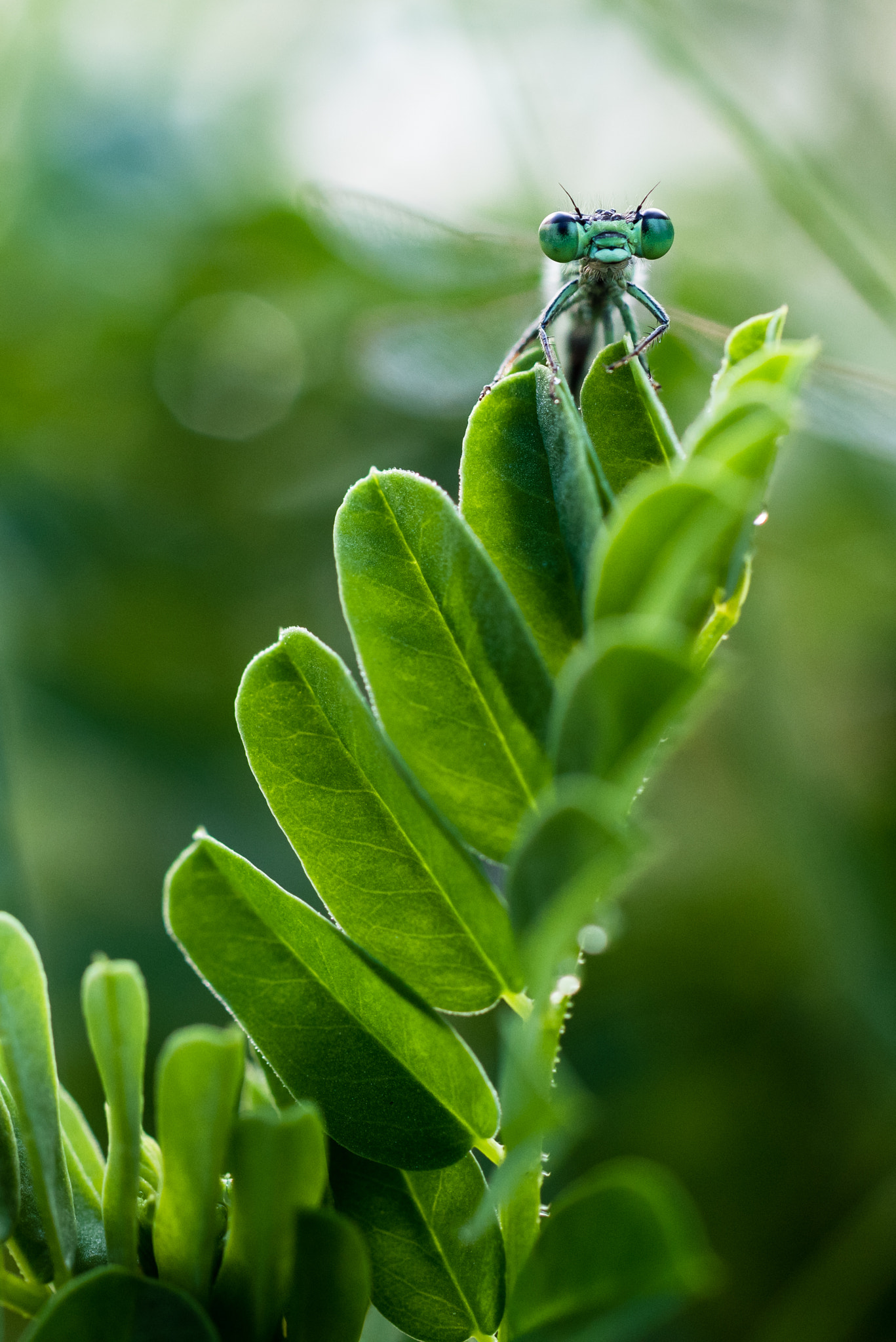 ZEISS Milvus 50mm F2 Macro sample photo. Smile and say cheese photography