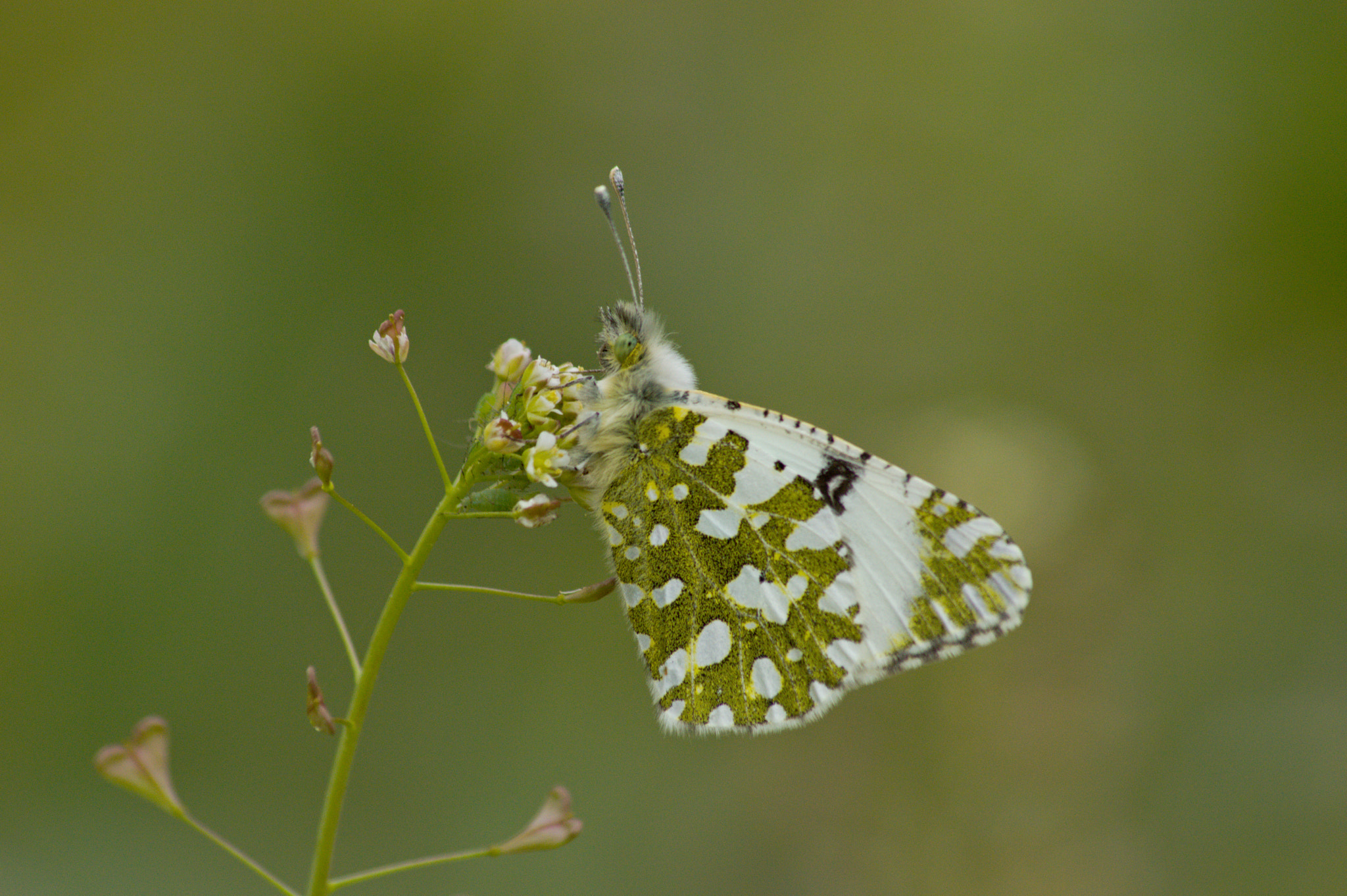 70.00 - 300.00 mm f/4.0 - 5.6 sample photo. The green fairy photography