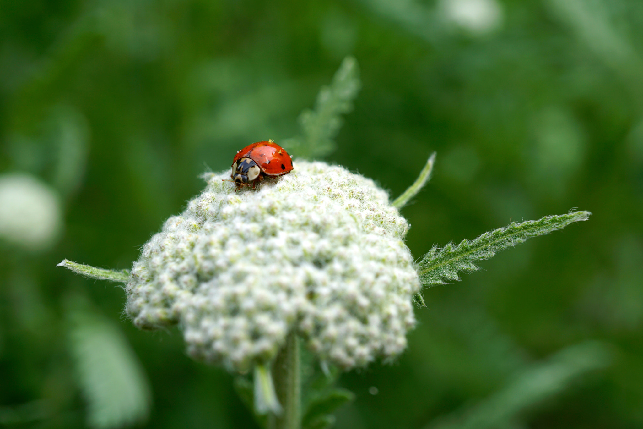 Sony a6000 + Sony E 30mm F3.5 sample photo. Asian lady beetle on yarrow photography