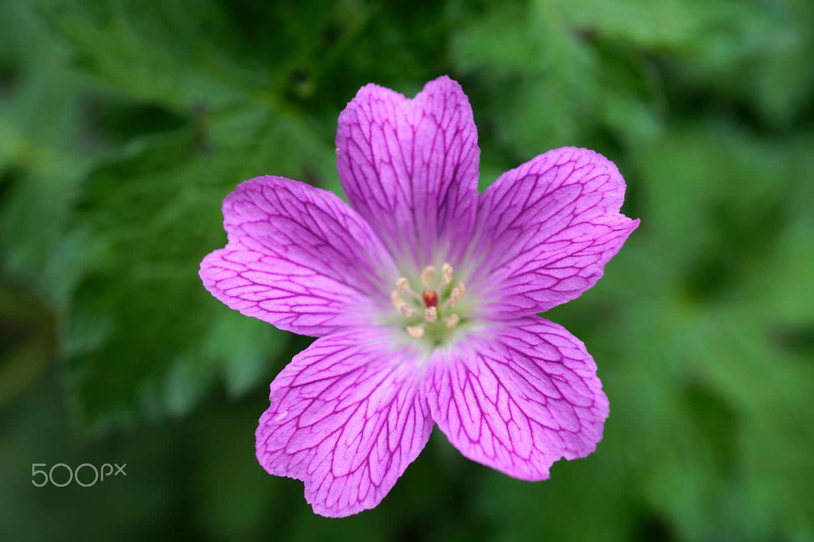 Sony a6000 + Sony E 30mm F3.5 sample photo. Pretty in pink photography
