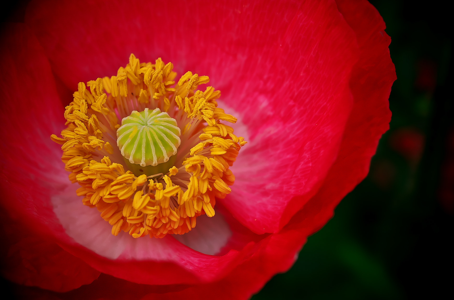 Pentax K-50 + Pentax smc D-FA 100mm F2.8 Macro WR sample photo. Poppy photography