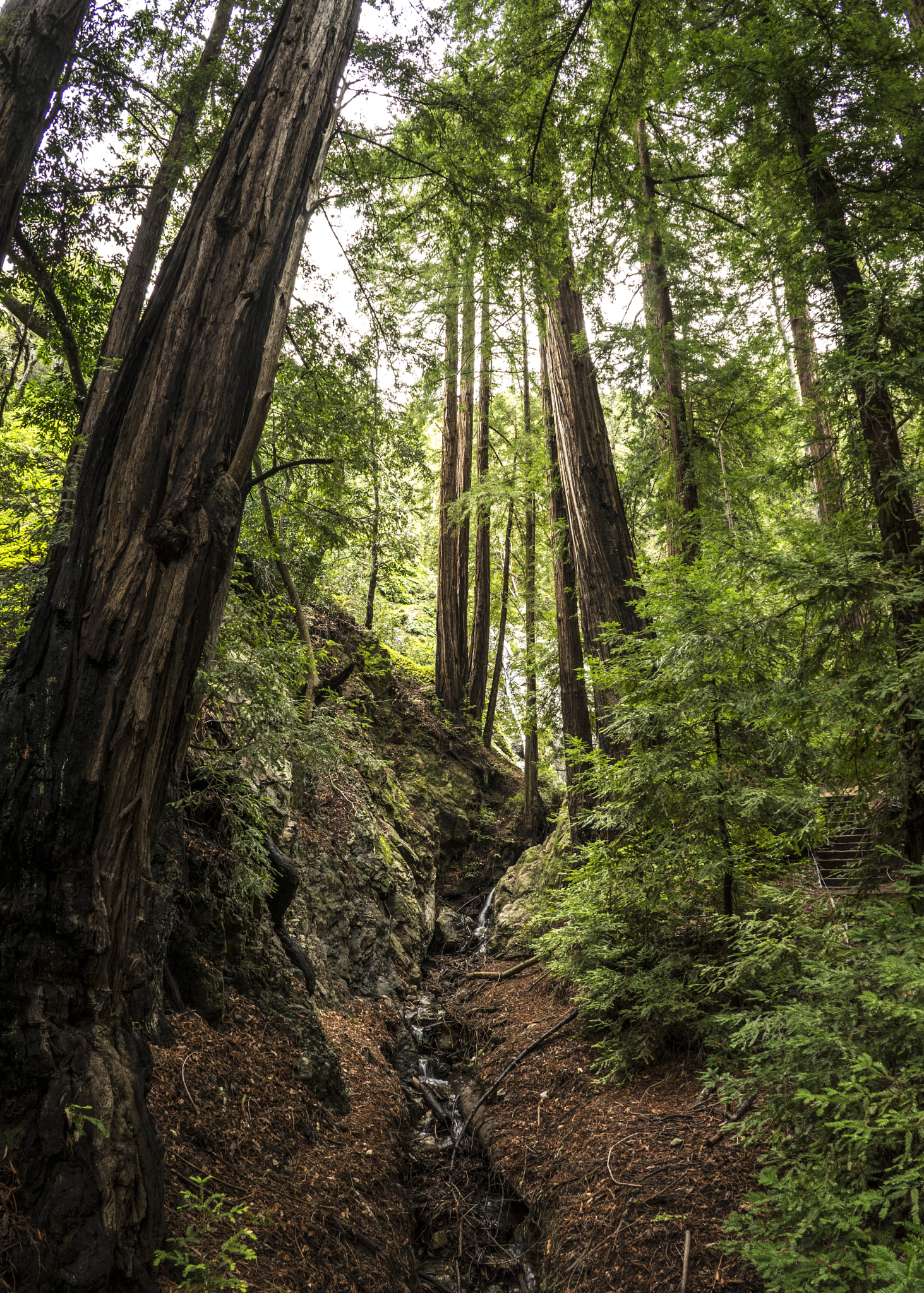 FE 21mm F2.8 sample photo. Pfeiffer falls trail photography