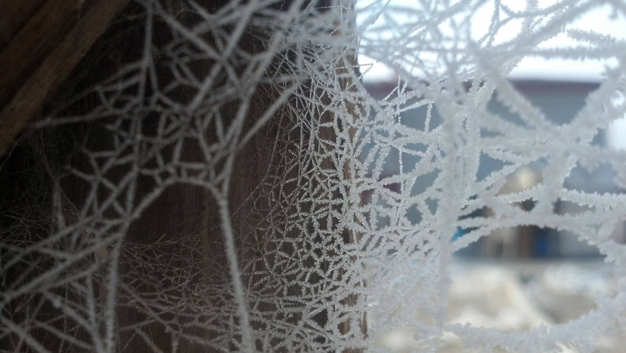 Motorola DROID RAZR sample photo. Nature's lace photography