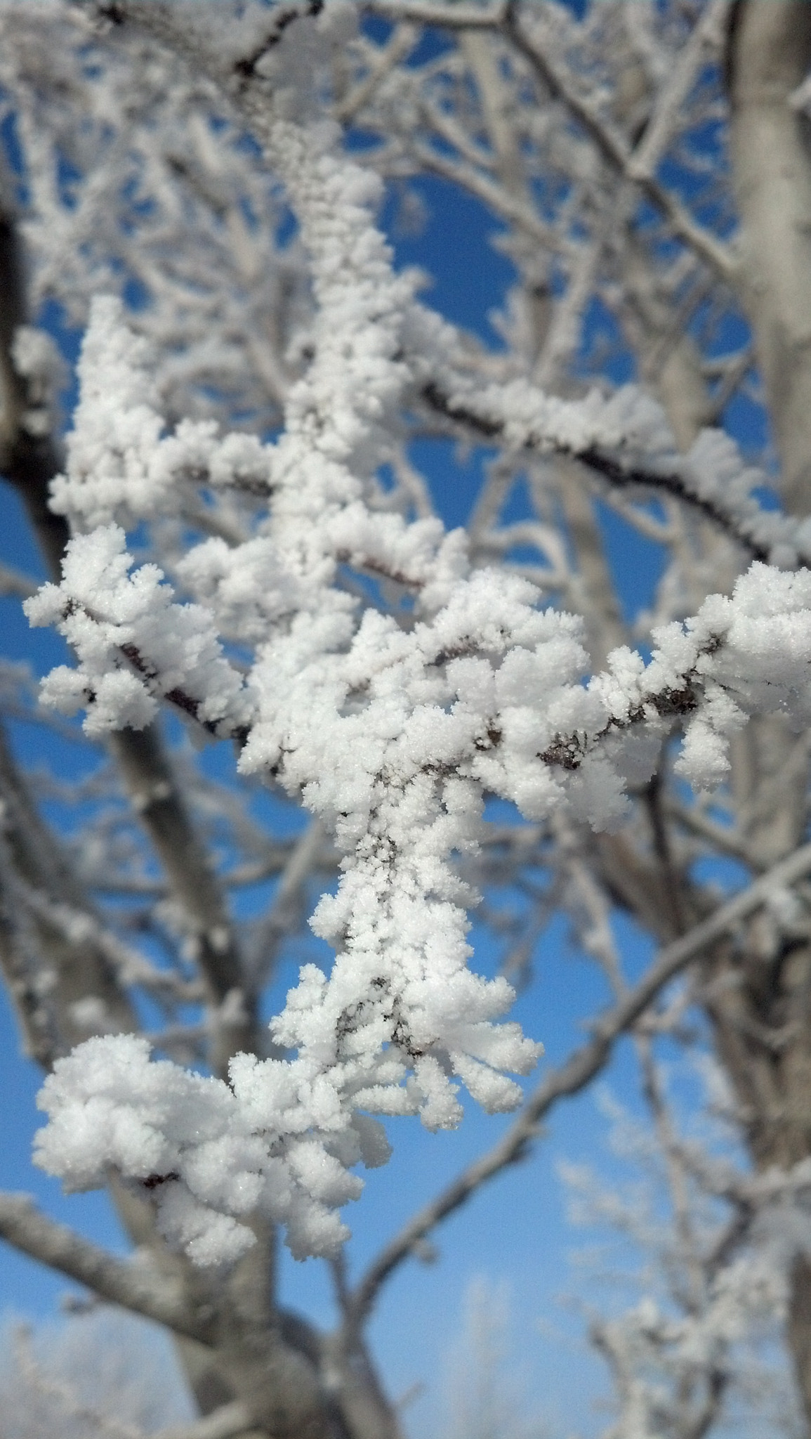 Motorola DROID RAZR sample photo. Pogonip on tree photography