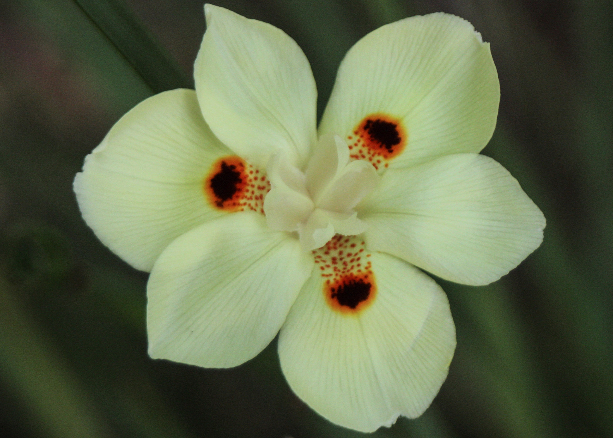 Canon EF 28-80mm f/3.5-5.6 sample photo. African iris photography