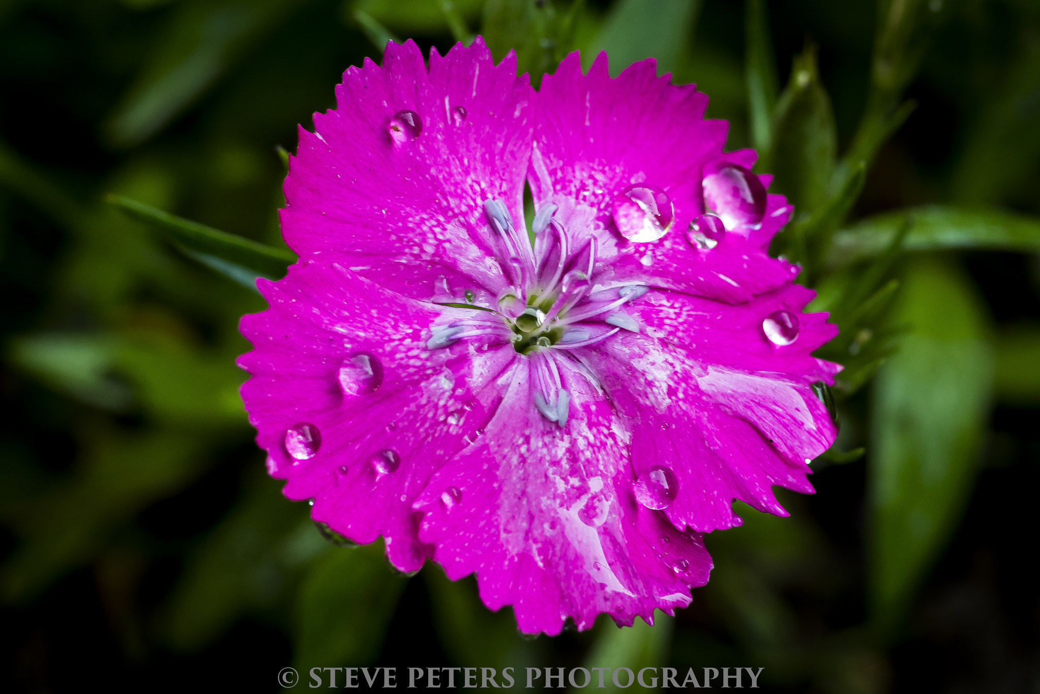 Sony SLT-A77 + Sony DT 35mm F1.8 SAM sample photo. Purple flower photography