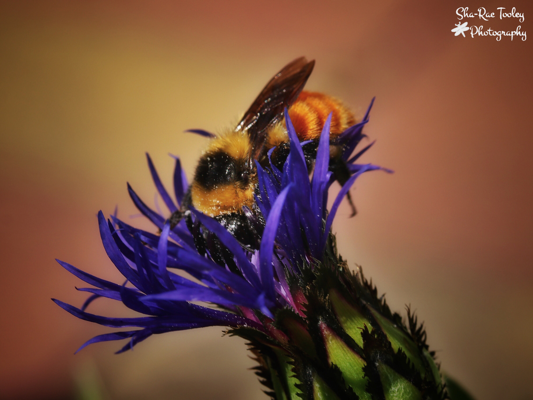 Canon EF-S 60mm F2.8 Macro USM sample photo. The flower and the bee photography