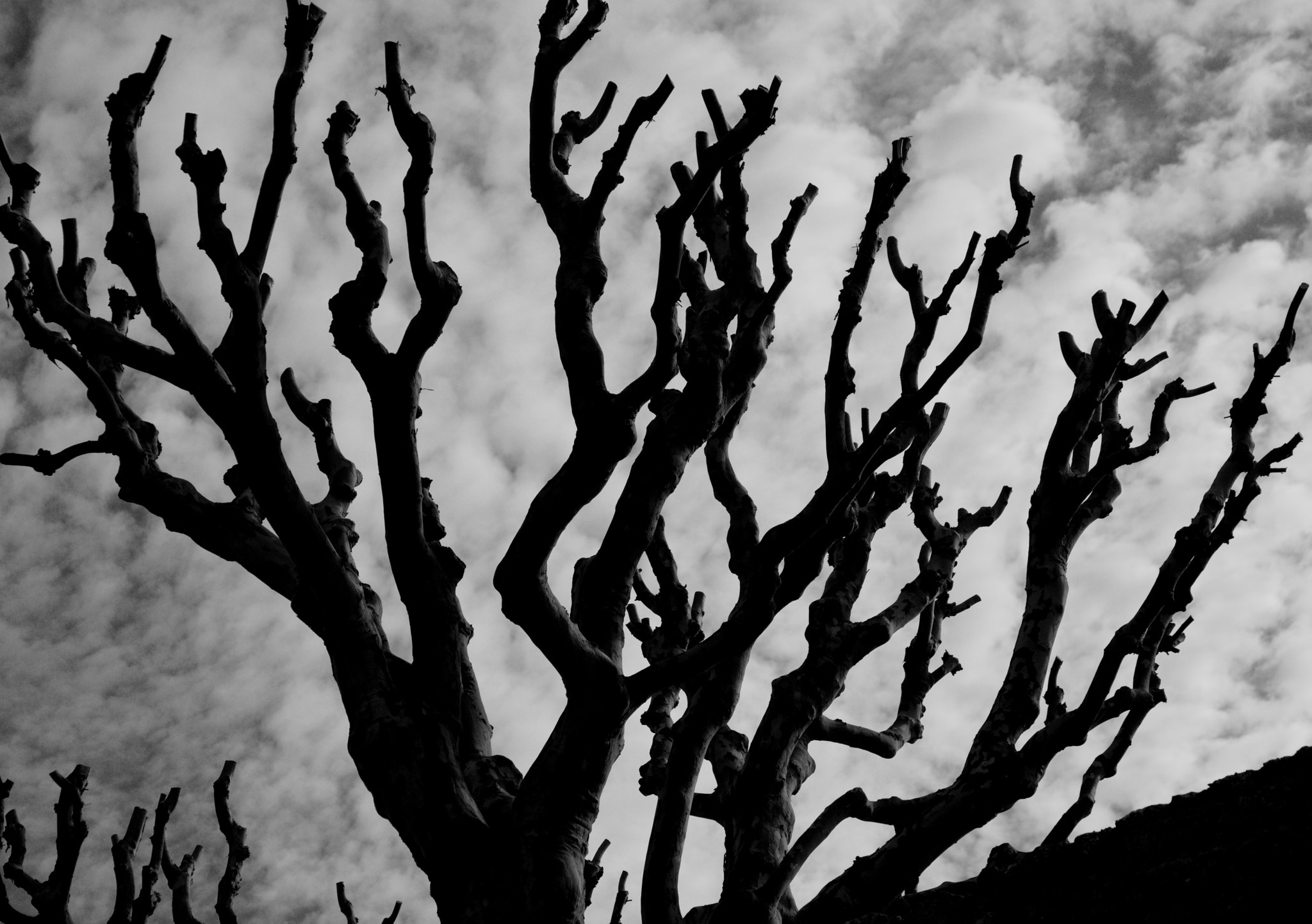Canon EOS 450D (EOS Rebel XSi / EOS Kiss X2) sample photo. Devil tree photography