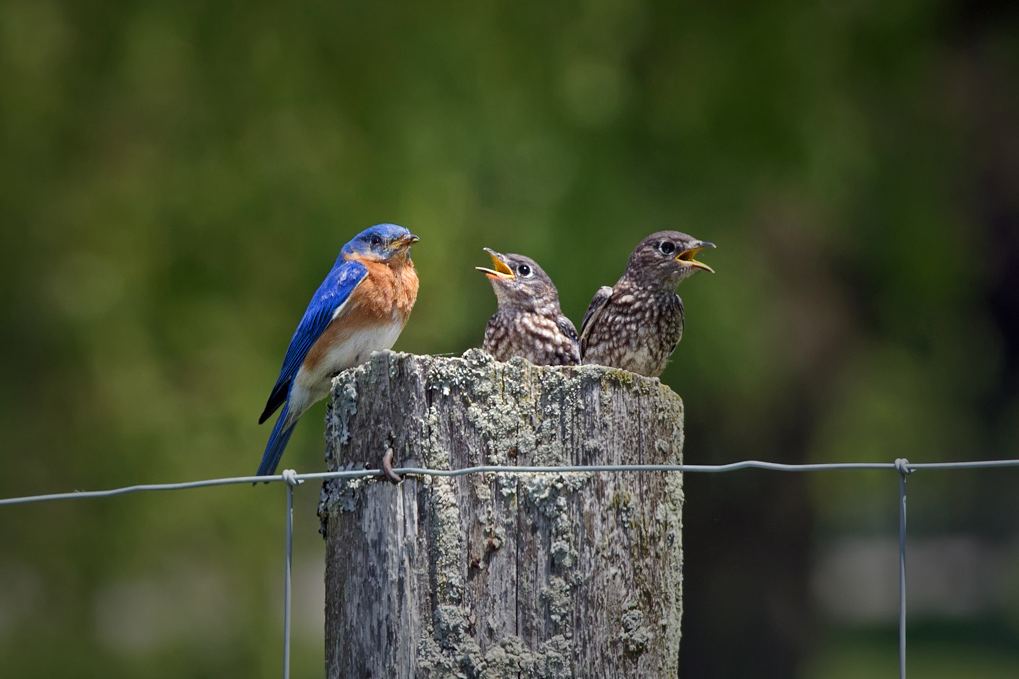 Canon EF 300mm F4L IS USM sample photo. Bluebird family 2856 photography
