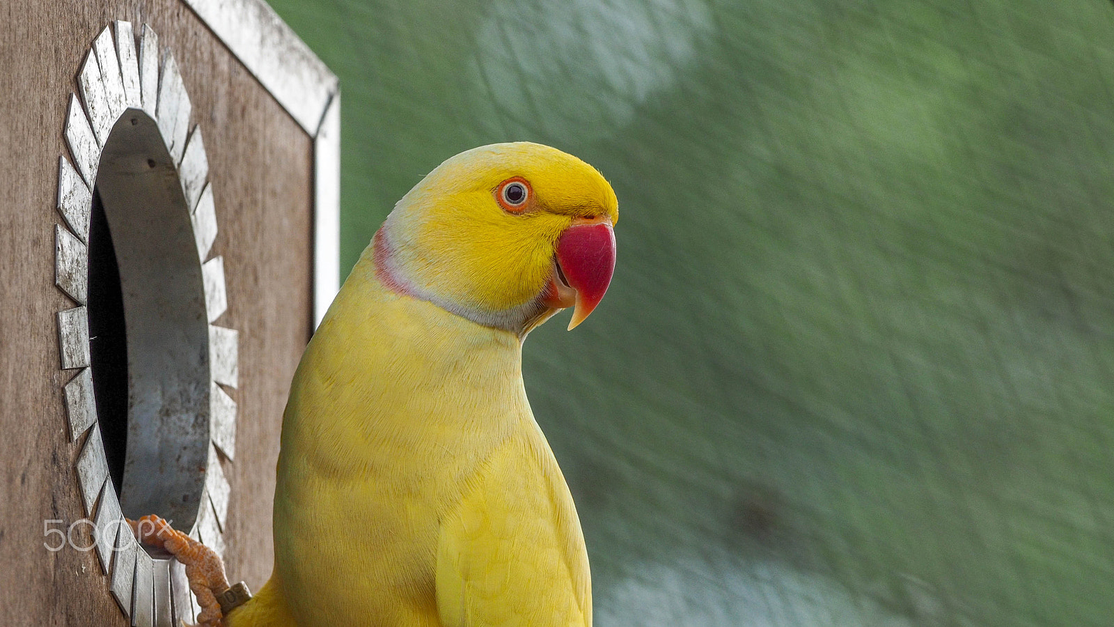Olympus OM-D E-M5 II + OLYMPUS M.300mm F4.0 sample photo. Birds photography