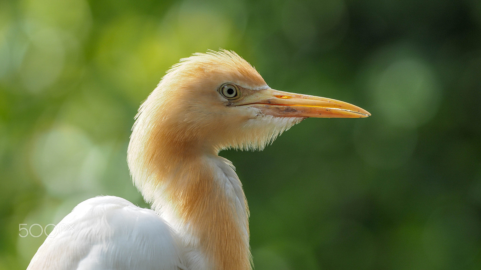 Olympus OM-D E-M5 II + OLYMPUS M.300mm F4.0 sample photo. Birds photography