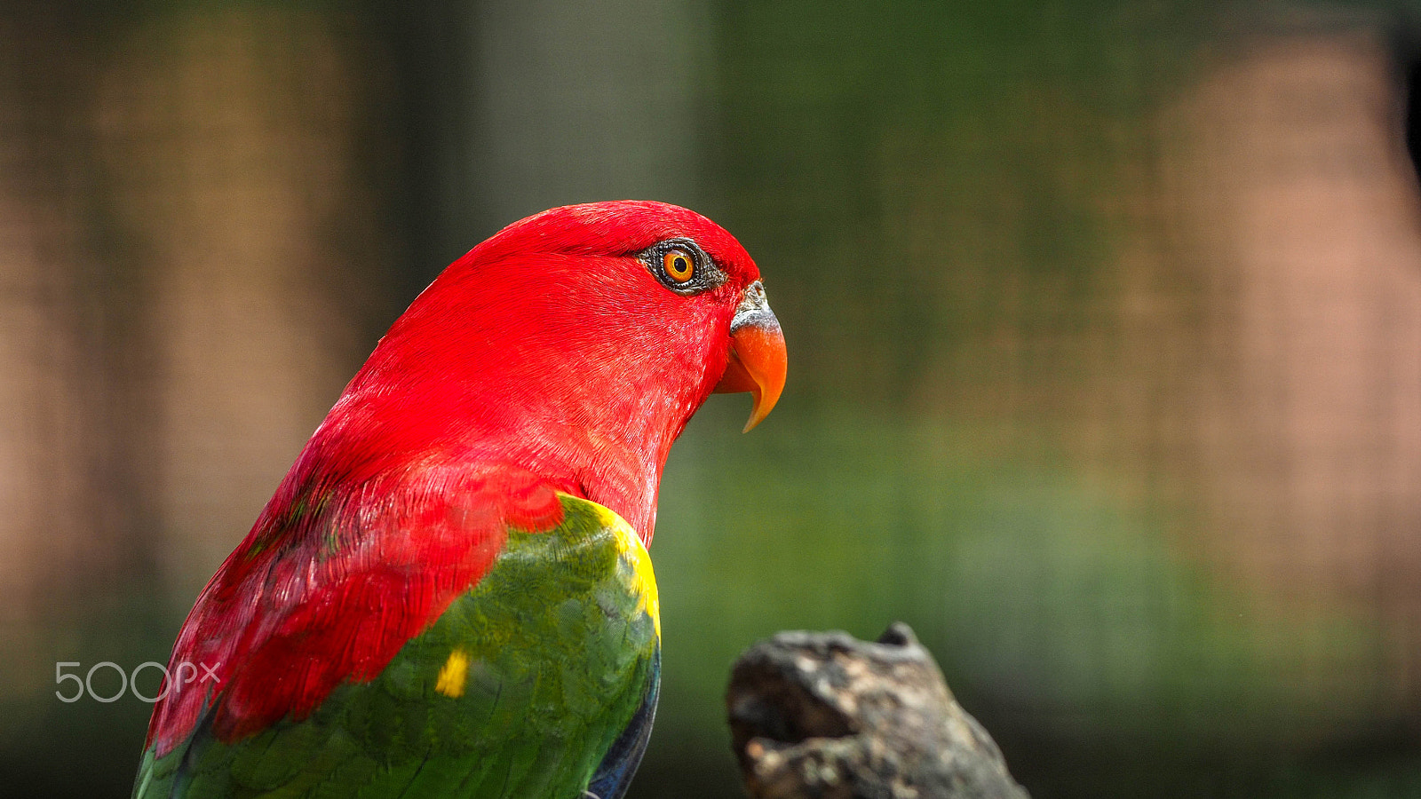 Olympus OM-D E-M5 II + OLYMPUS M.300mm F4.0 sample photo. Birds photography