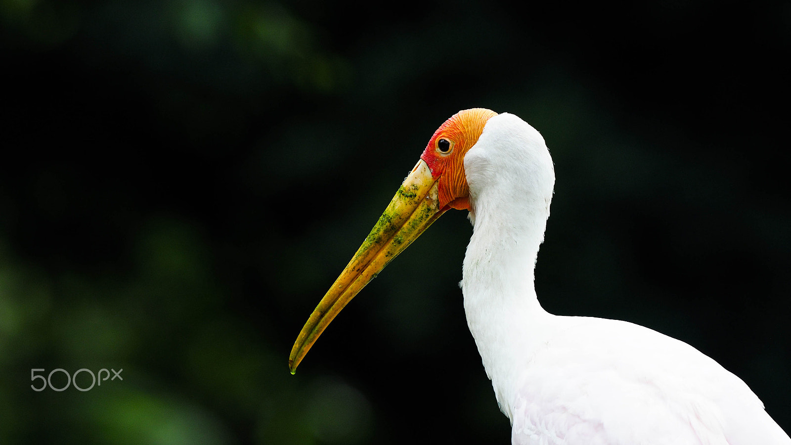 Olympus OM-D E-M5 II + OLYMPUS M.300mm F4.0 sample photo. Birds photography
