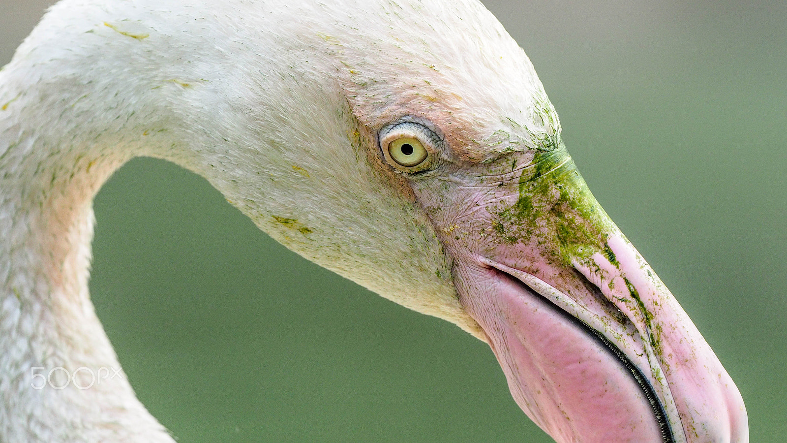 Olympus OM-D E-M5 II + OLYMPUS M.300mm F4.0 sample photo. Birds photography