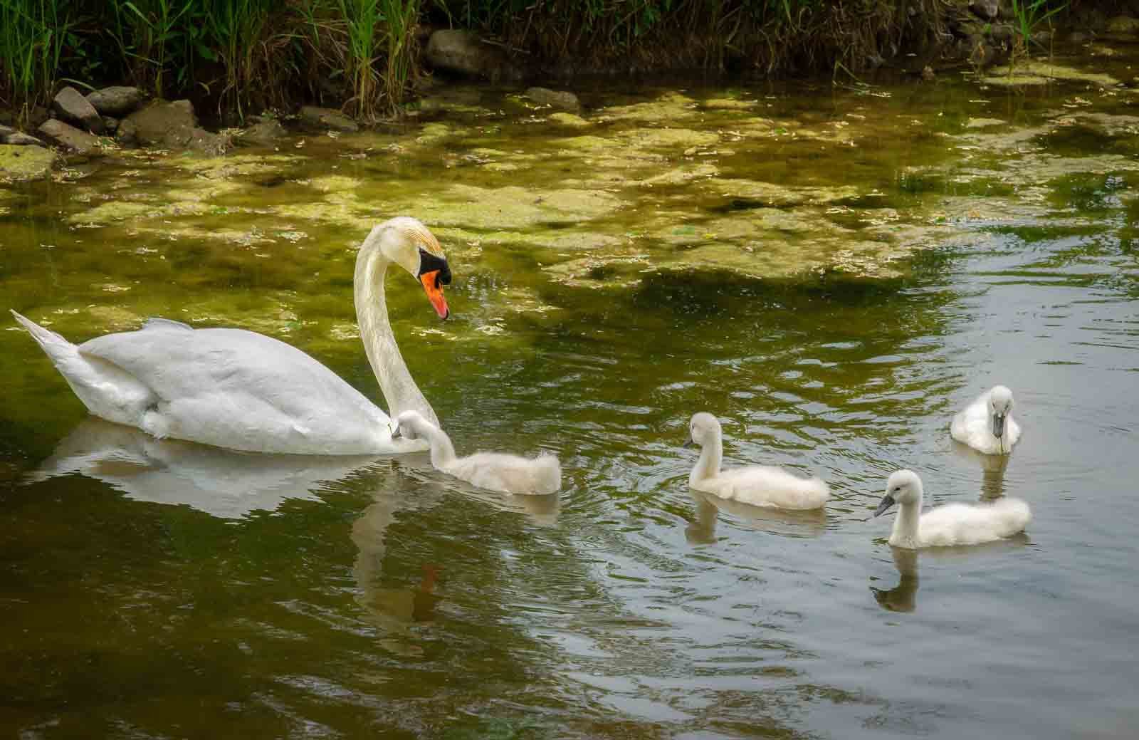 Sony Alpha DSLR-A500 sample photo. Swans on the twenty no. 2 photography