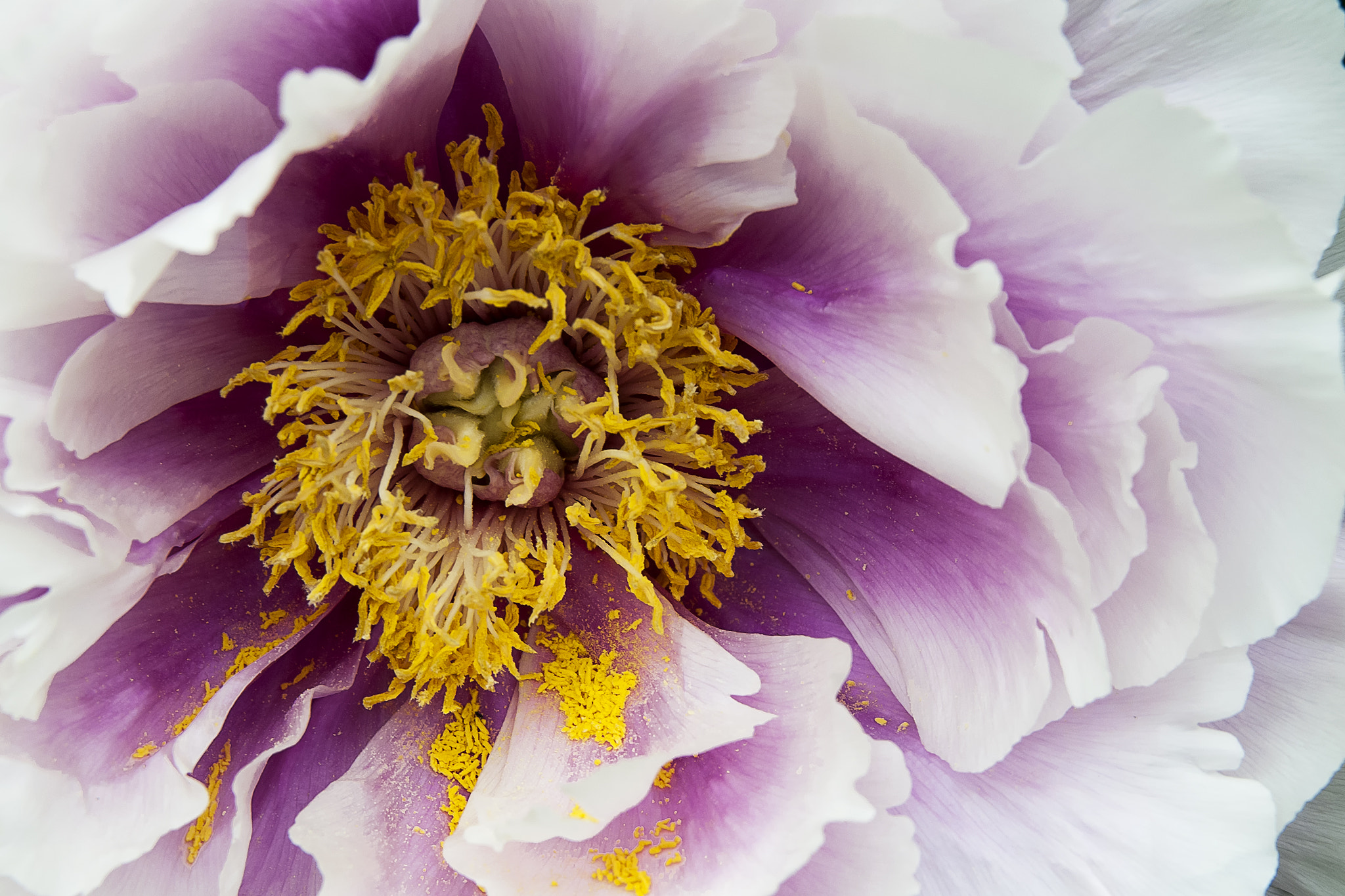 Nikon D300S sample photo. Peony tree in bloom photography