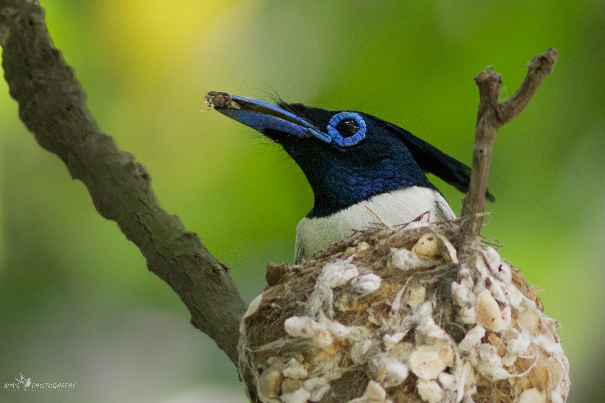 Canon EOS 7D + Canon EF 400mm F5.6L USM sample photo. Asian paradise flycatcher male photography