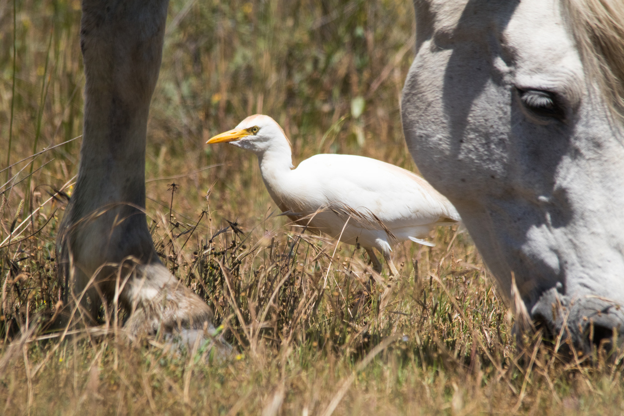 Sigma 150-500mm F5-6.3 DG OS HSM sample photo. 29052016-img_0234.jpg photography